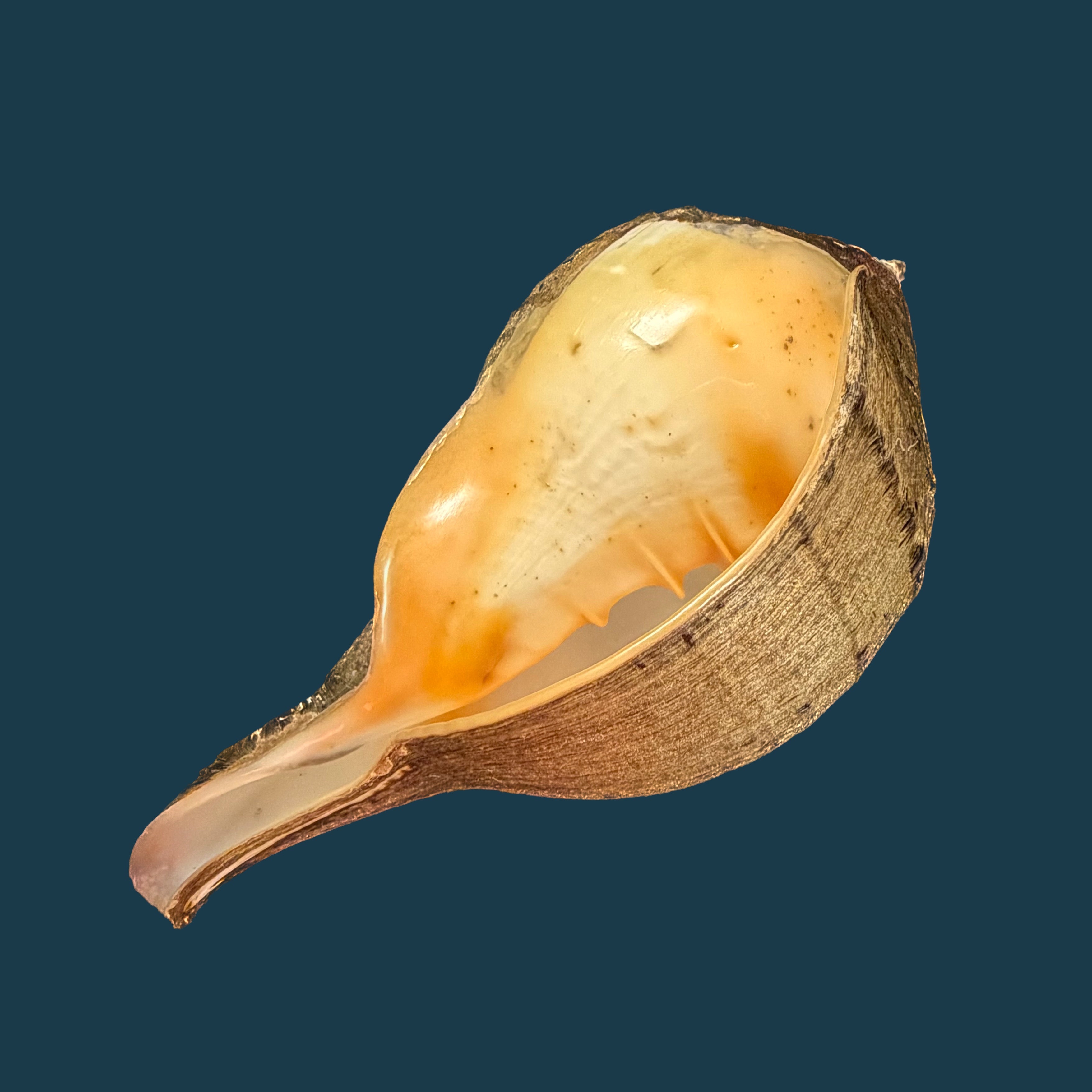 Turbinella pyrum (Linnaeus, 1767) - 223,3mm