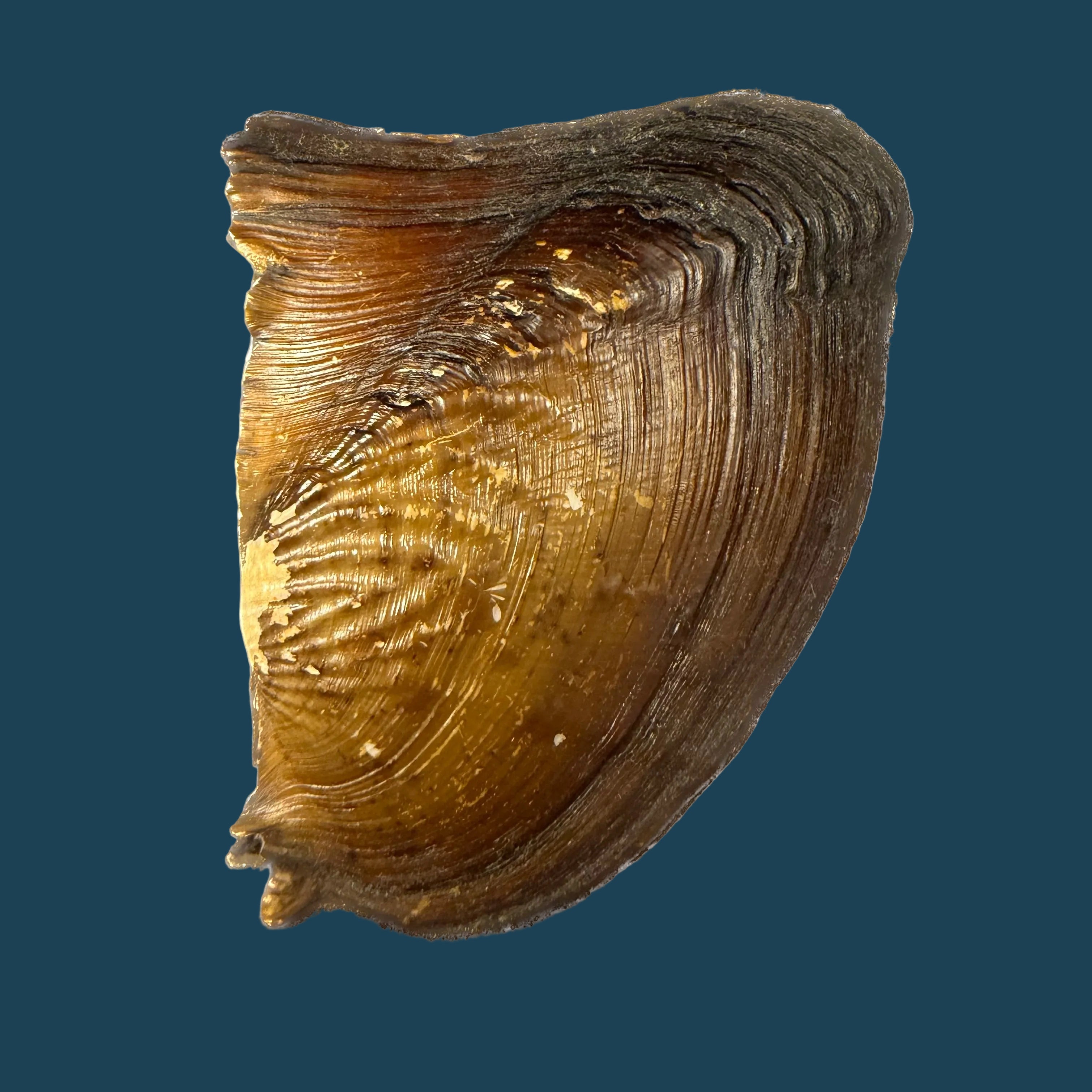 Triplodon corrugatus (Lamarck, 1819) - 110mm