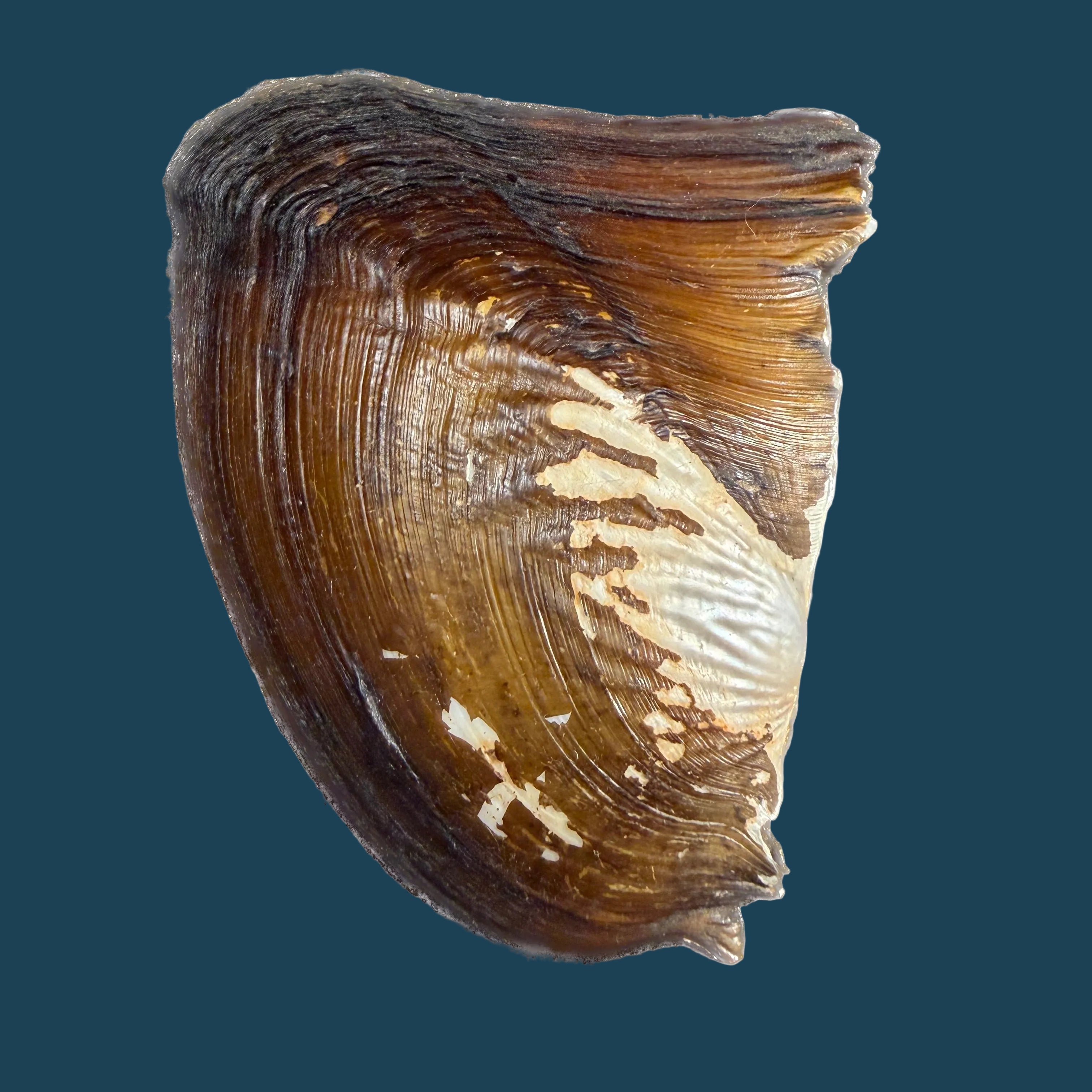 Triplodon corrugatus (Lamarck, 1819) - 110mm