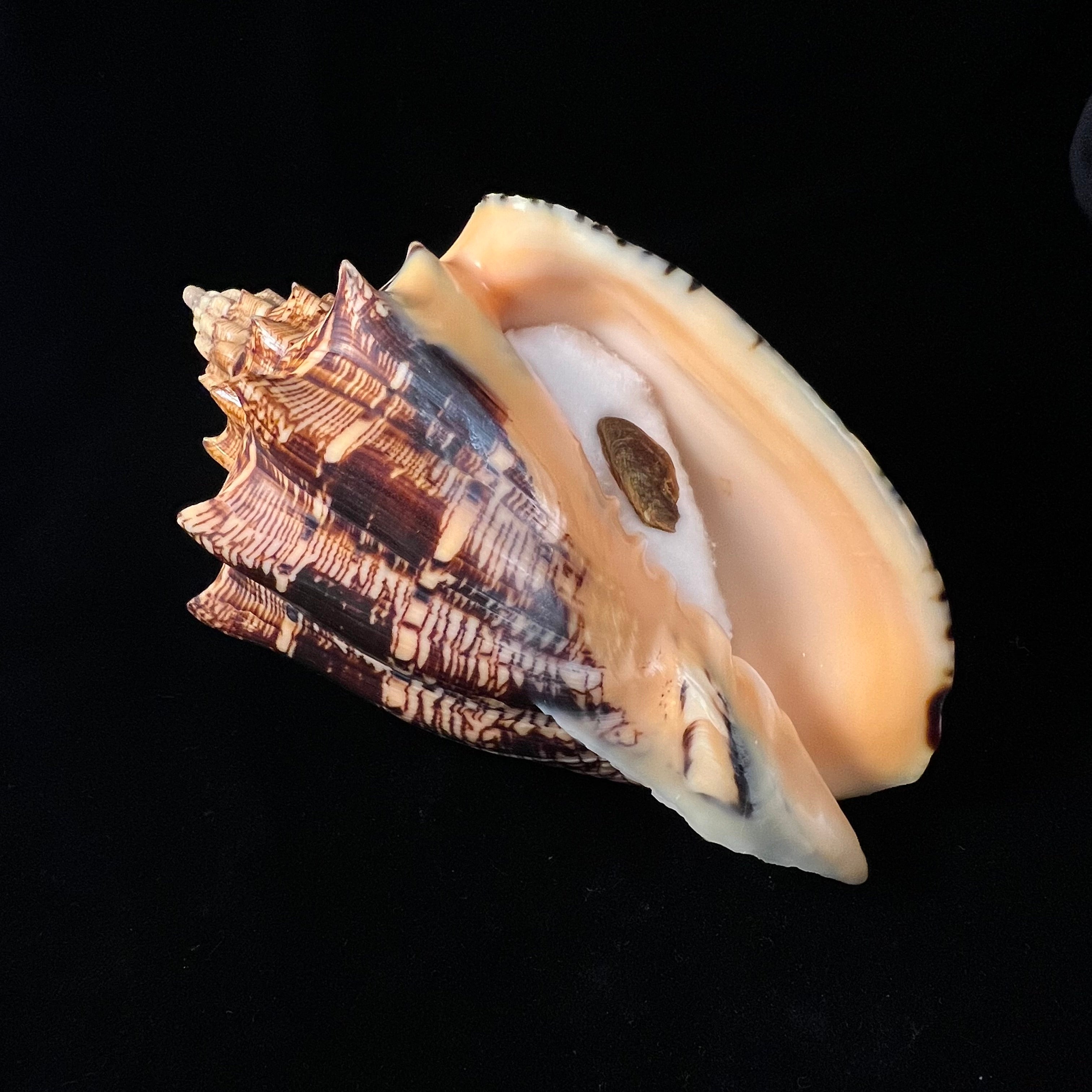 Voluta ebraea Linnaeus, 1758 - 181,1mm