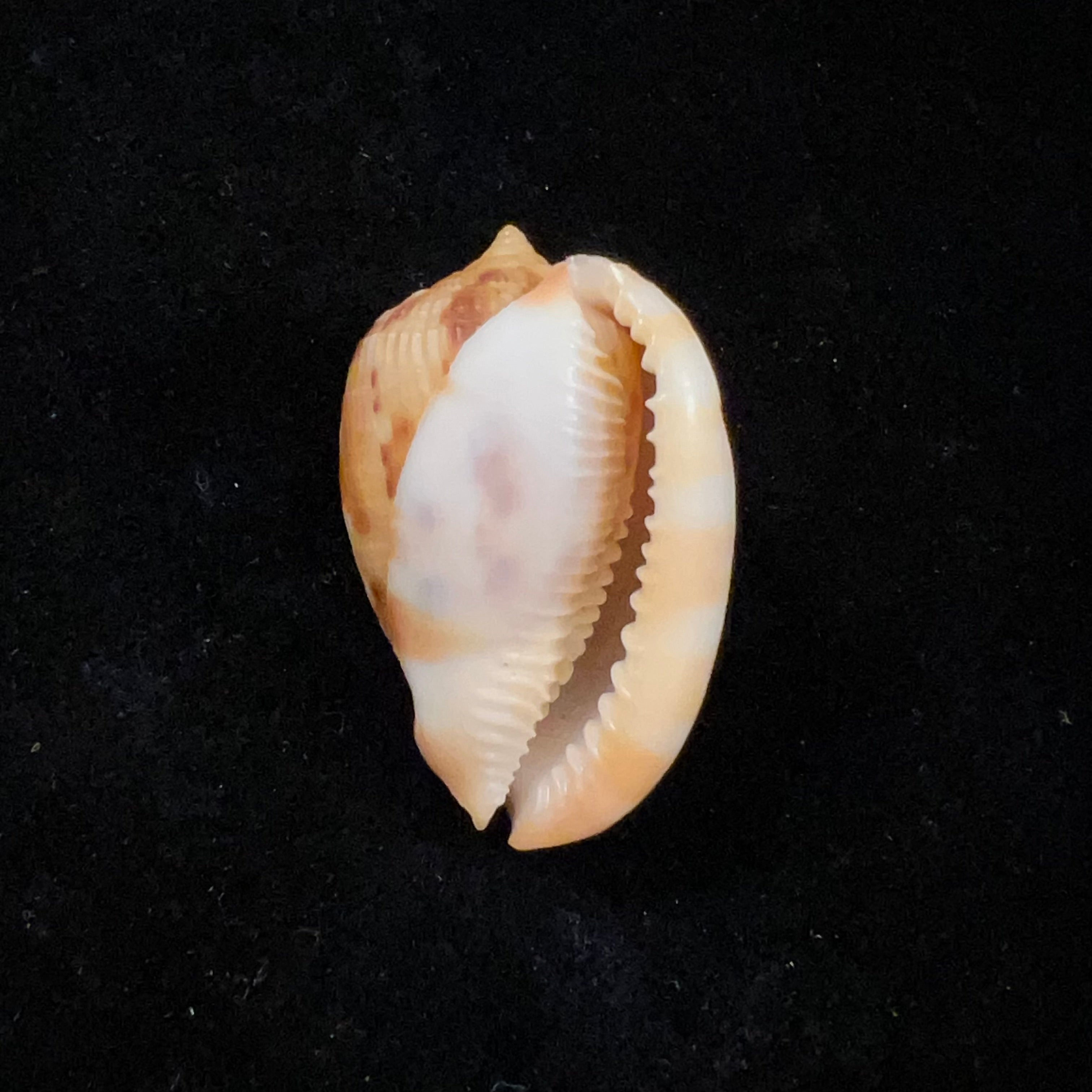 Cypraecassis testiculus (Linnaeus, 1758) - 42,5mm