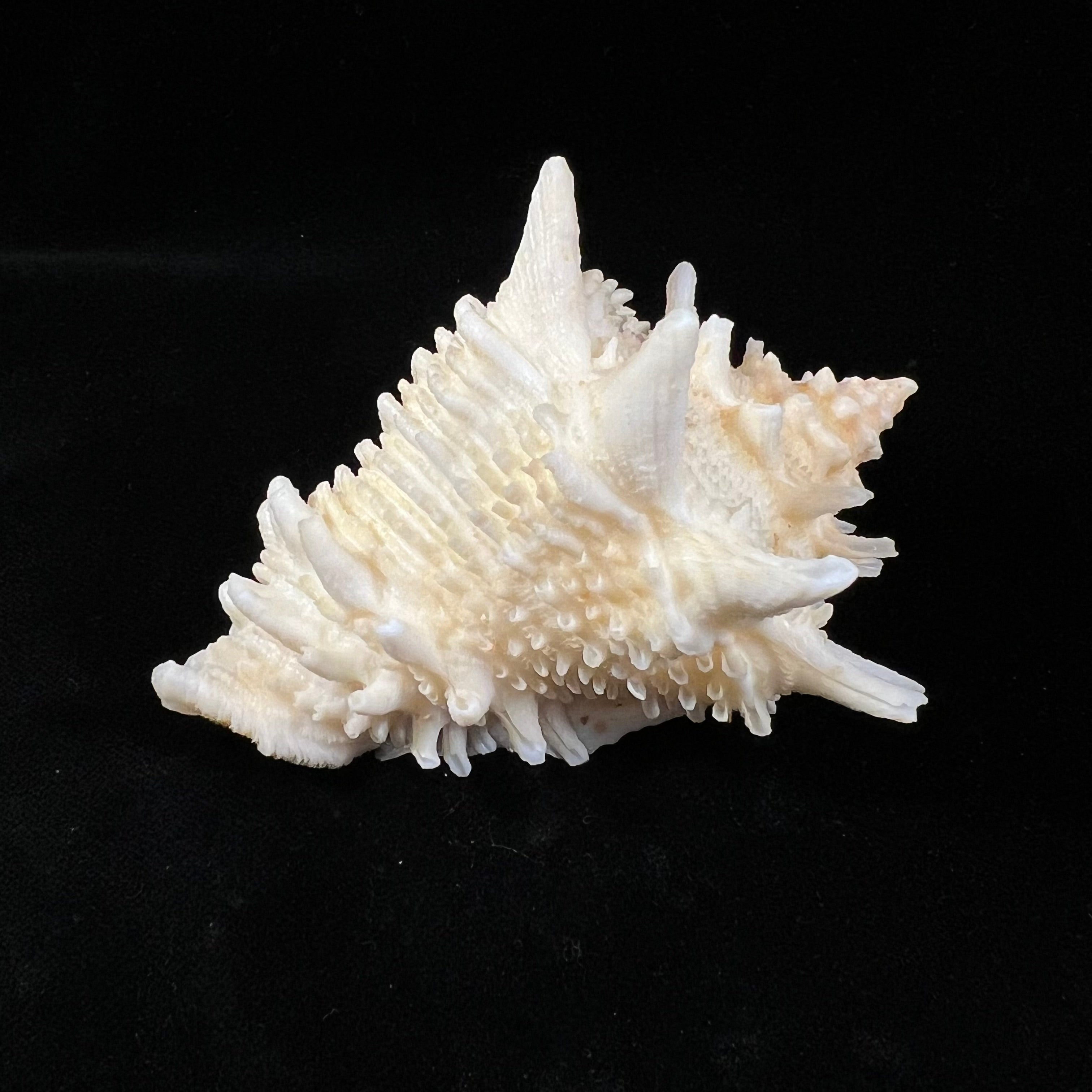 Aristovasum cassiforme (Kiener, 1840) - 91,5mm