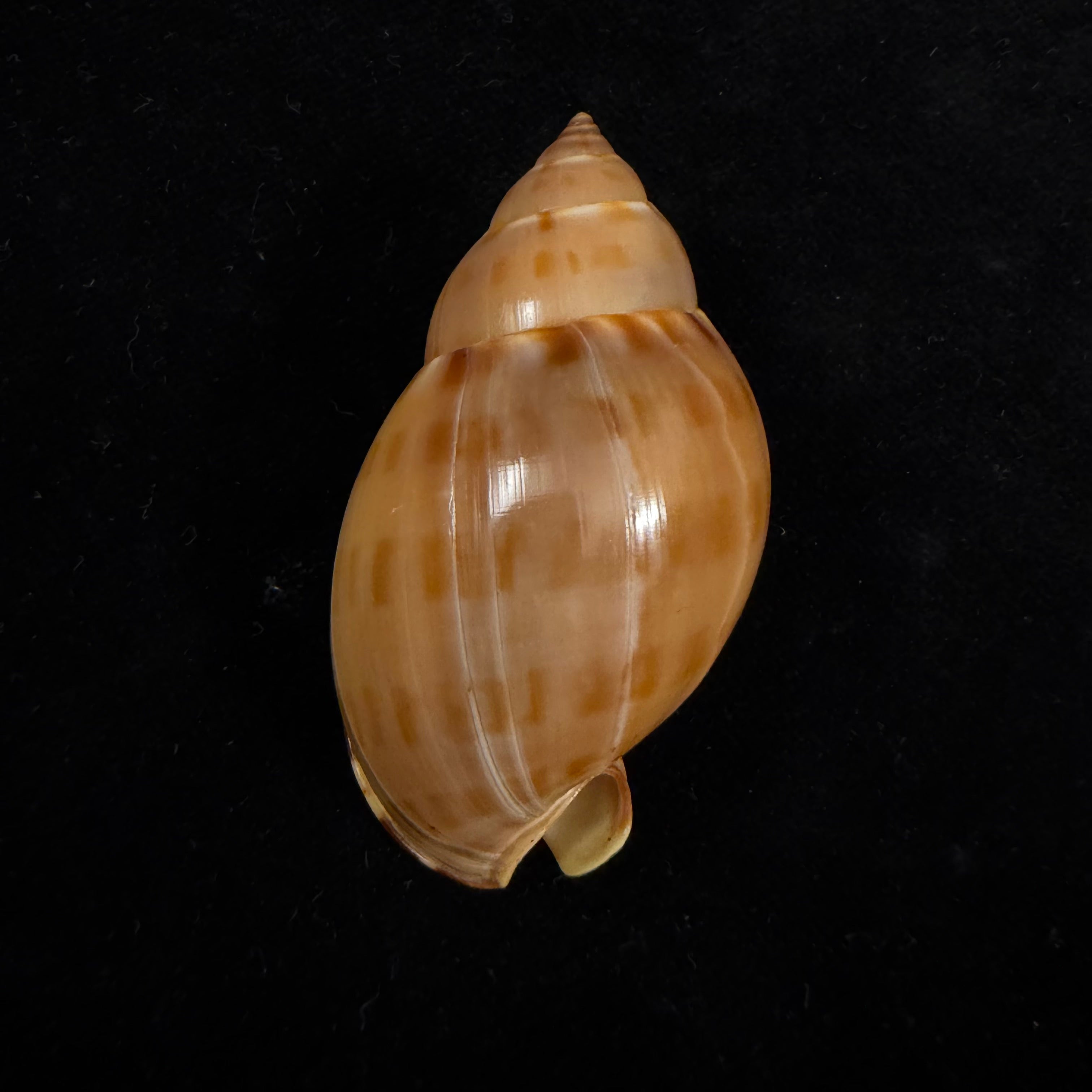 Casmaria atlantica Clench, 1944 - 51,3mm