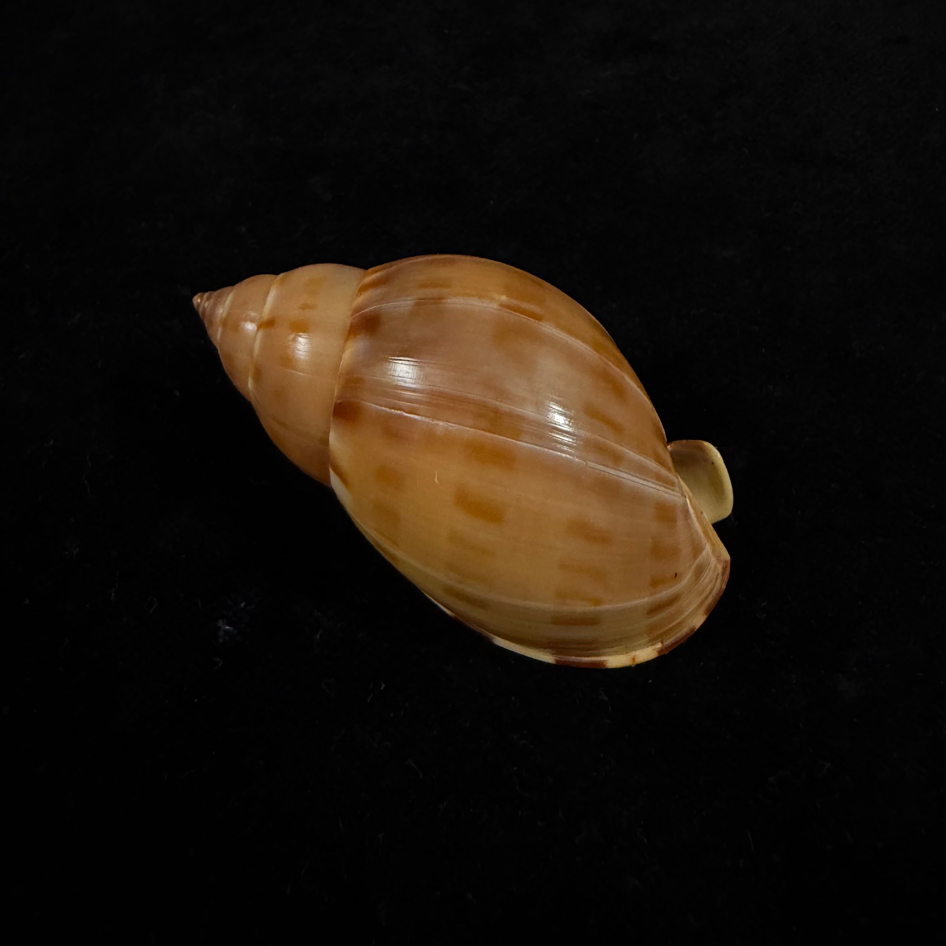 Casmaria atlantica Clench, 1944 - 51,3mm