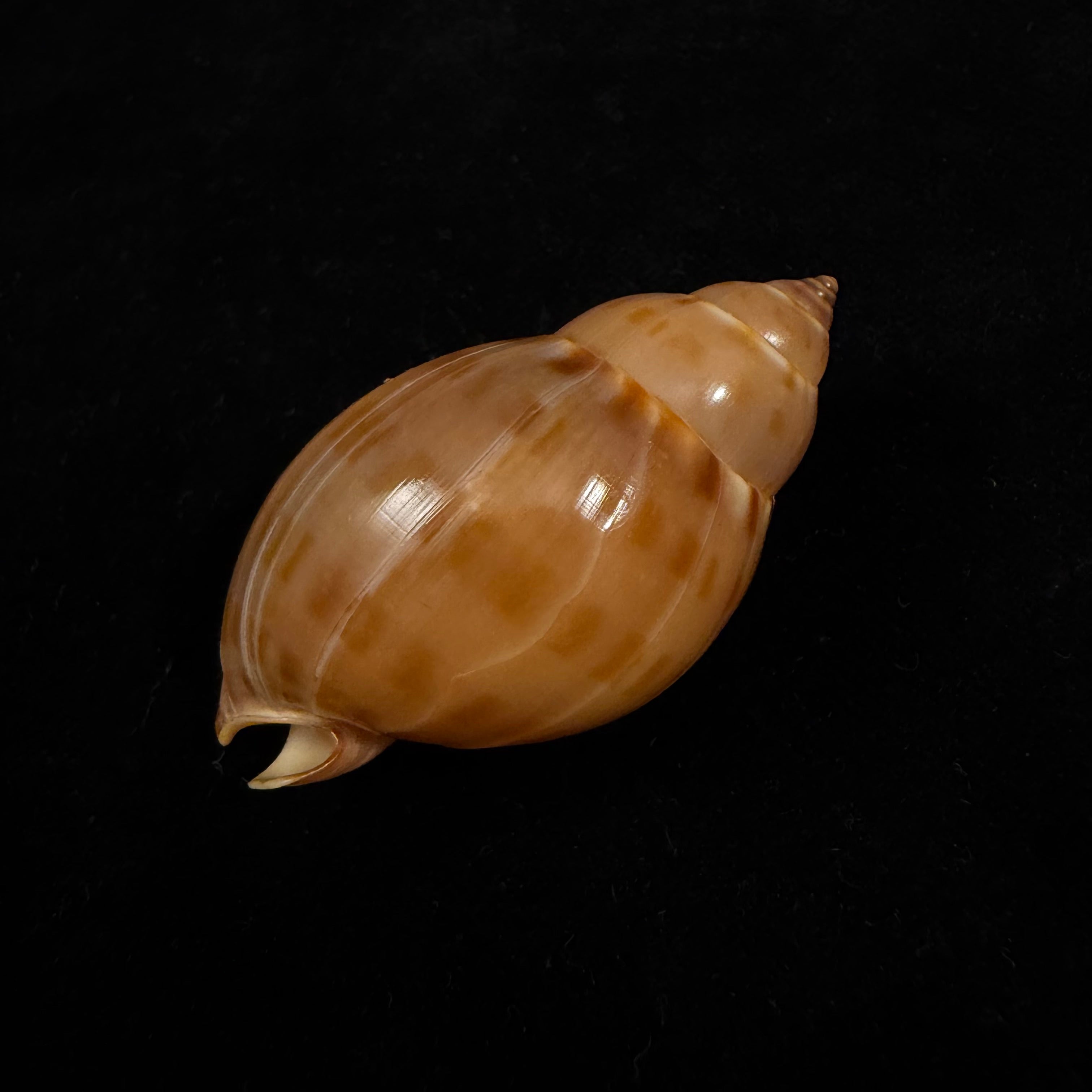 Casmaria atlantica Clench, 1944 - 51,3mm