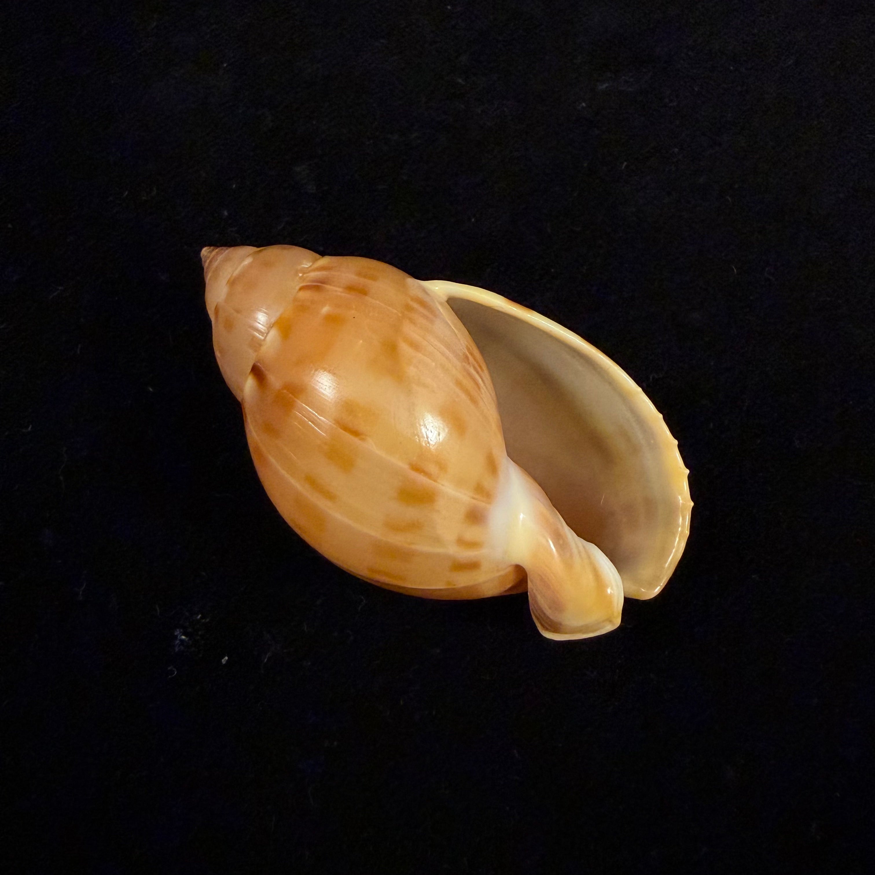 Casmaria atlantica Clench, 1944 - 51,3mm