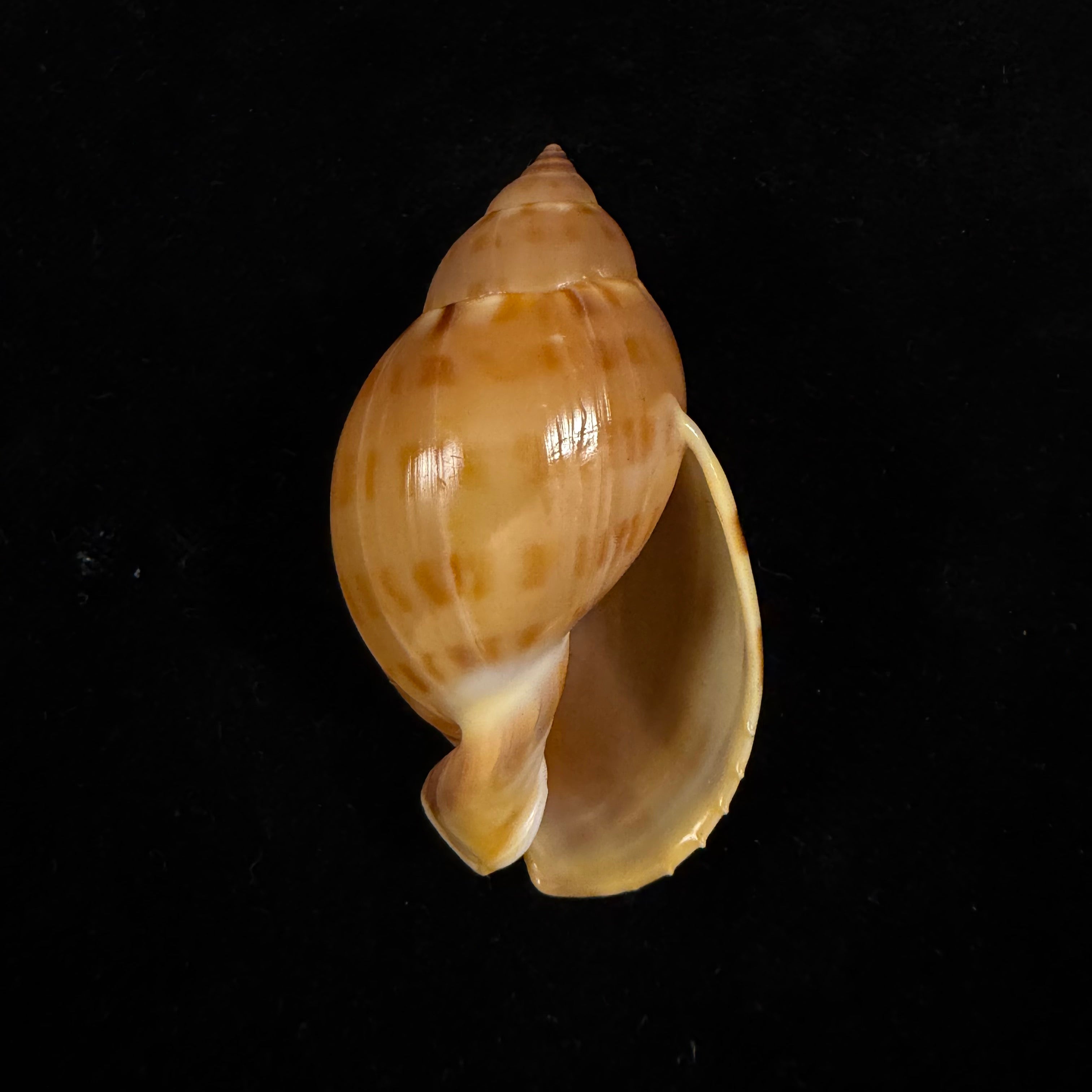 Casmaria atlantica Clench, 1944 - 51,3mm