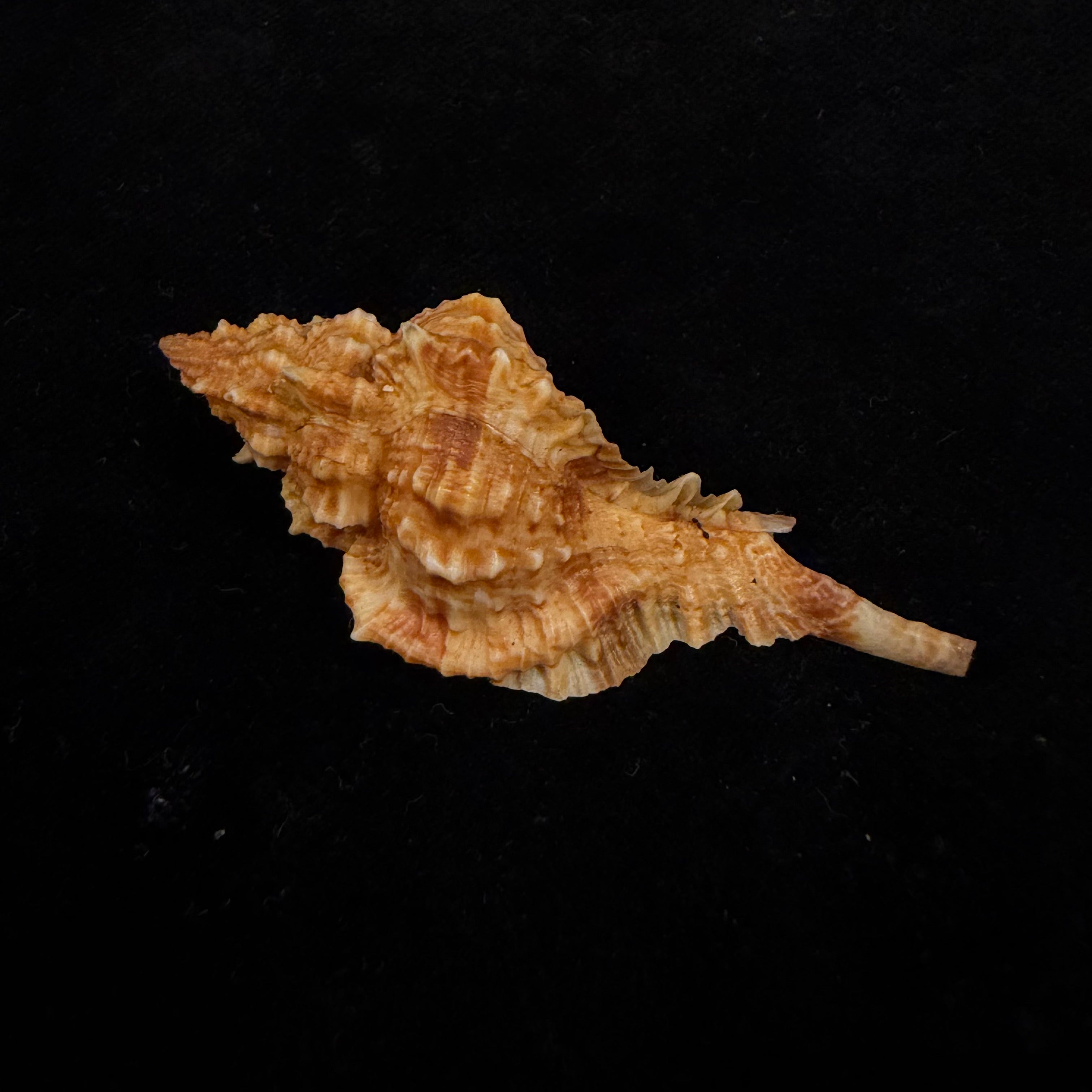Siratus coltrorum (E. H. Vokes, 1990) - 55mm