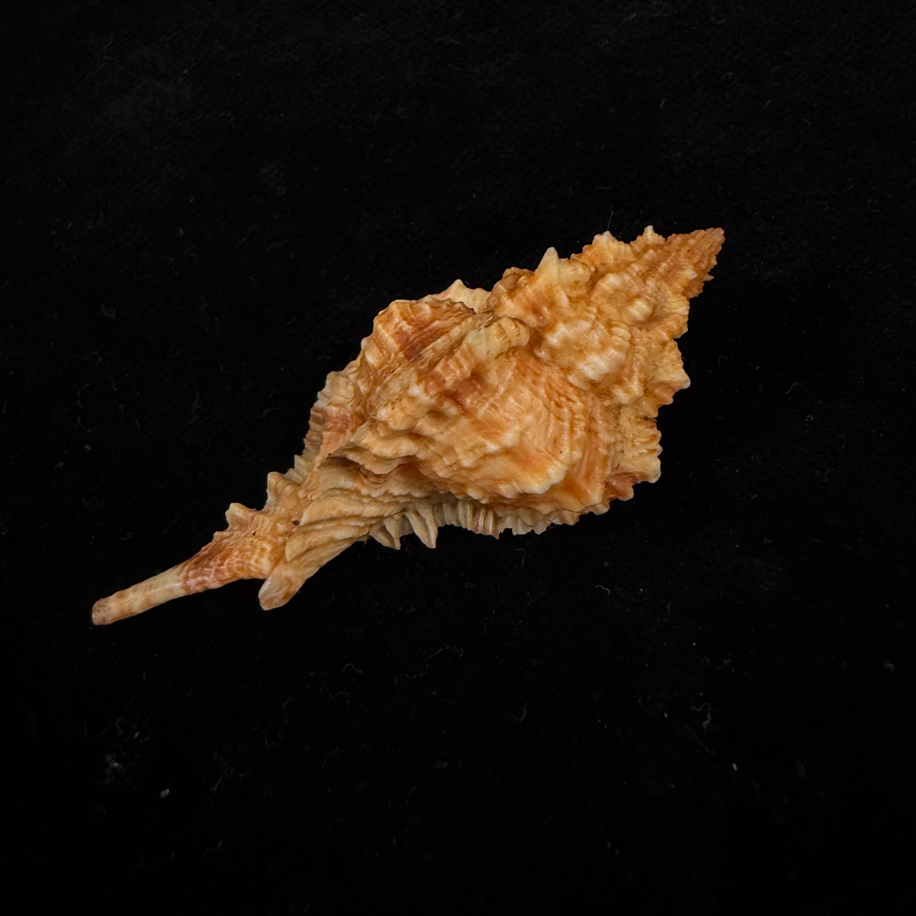 Siratus coltrorum (E. H. Vokes, 1990) - 55mm