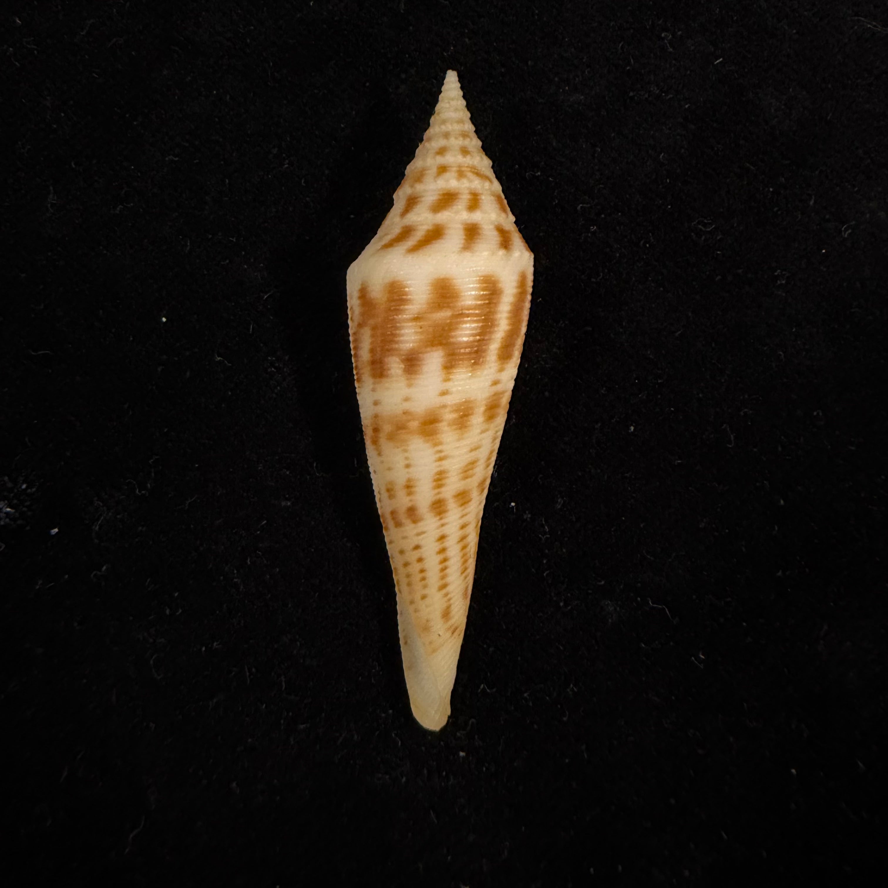 Conasprella edpetuchi Monier, L, R & Beschauer, 2015 - 53,3mm
