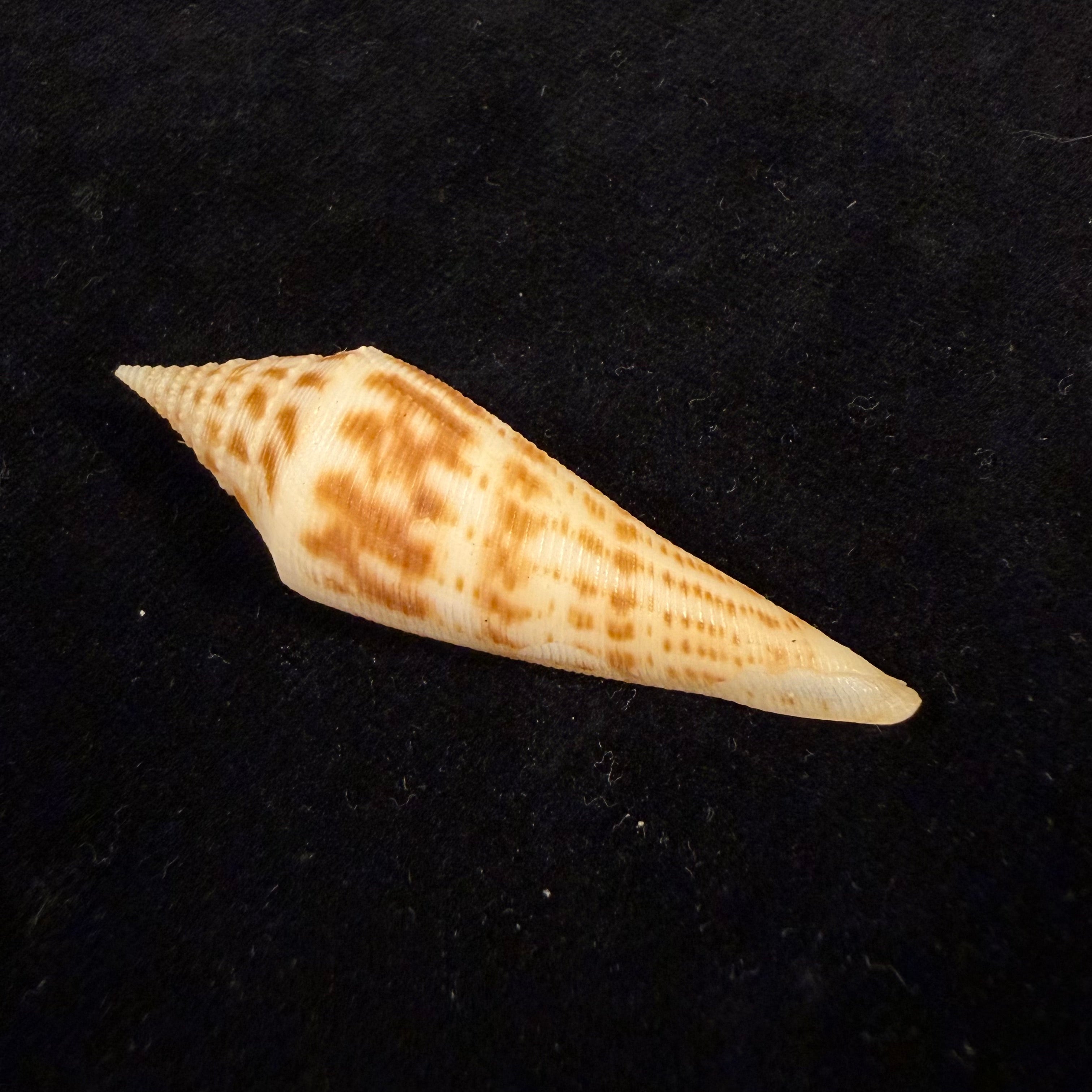 Conasprella edpetuchi Monier, L, R & Beschauer, 2015 - 53,3mm