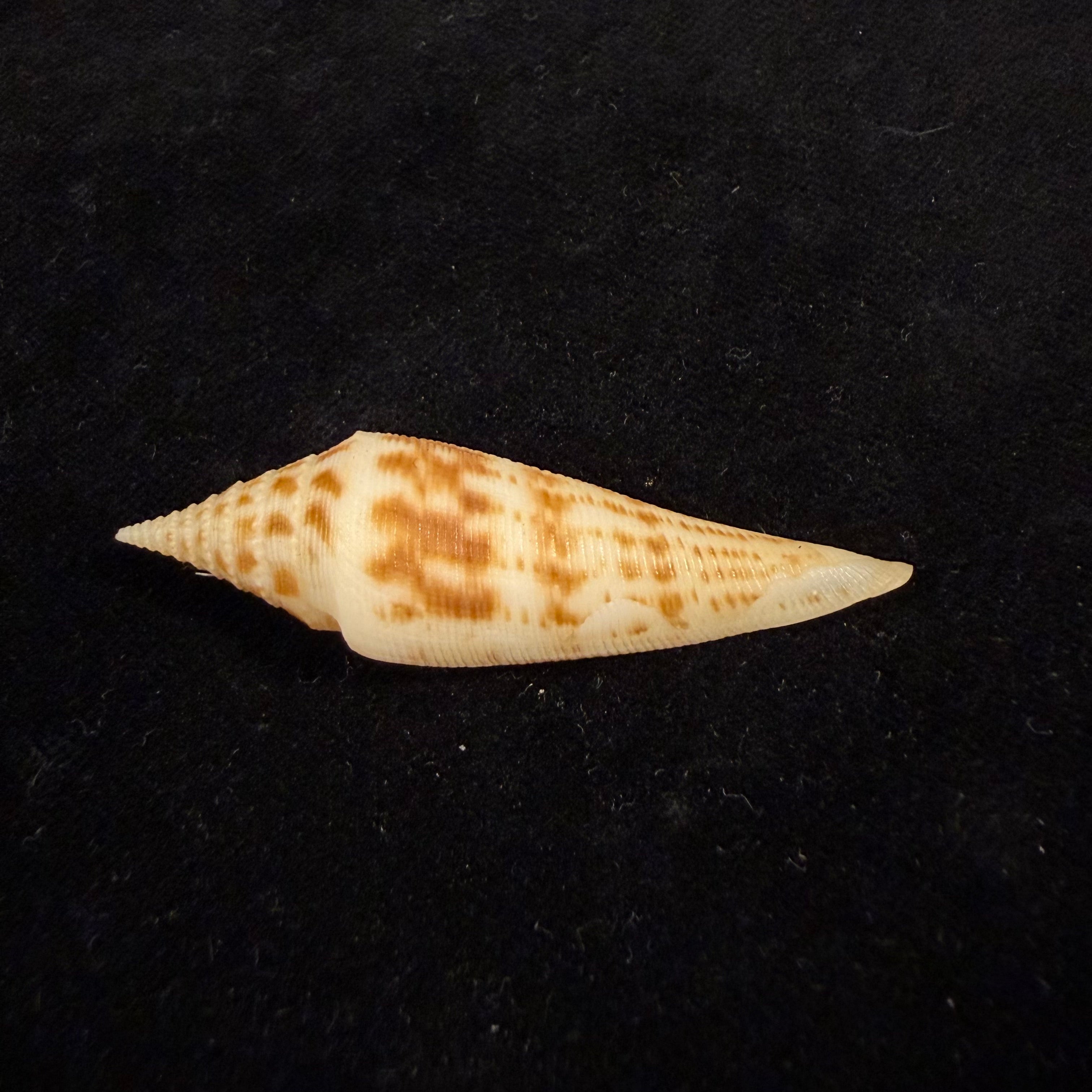 Conasprella edpetuchi Monier, L, R & Beschauer, 2015 - 53,3mm
