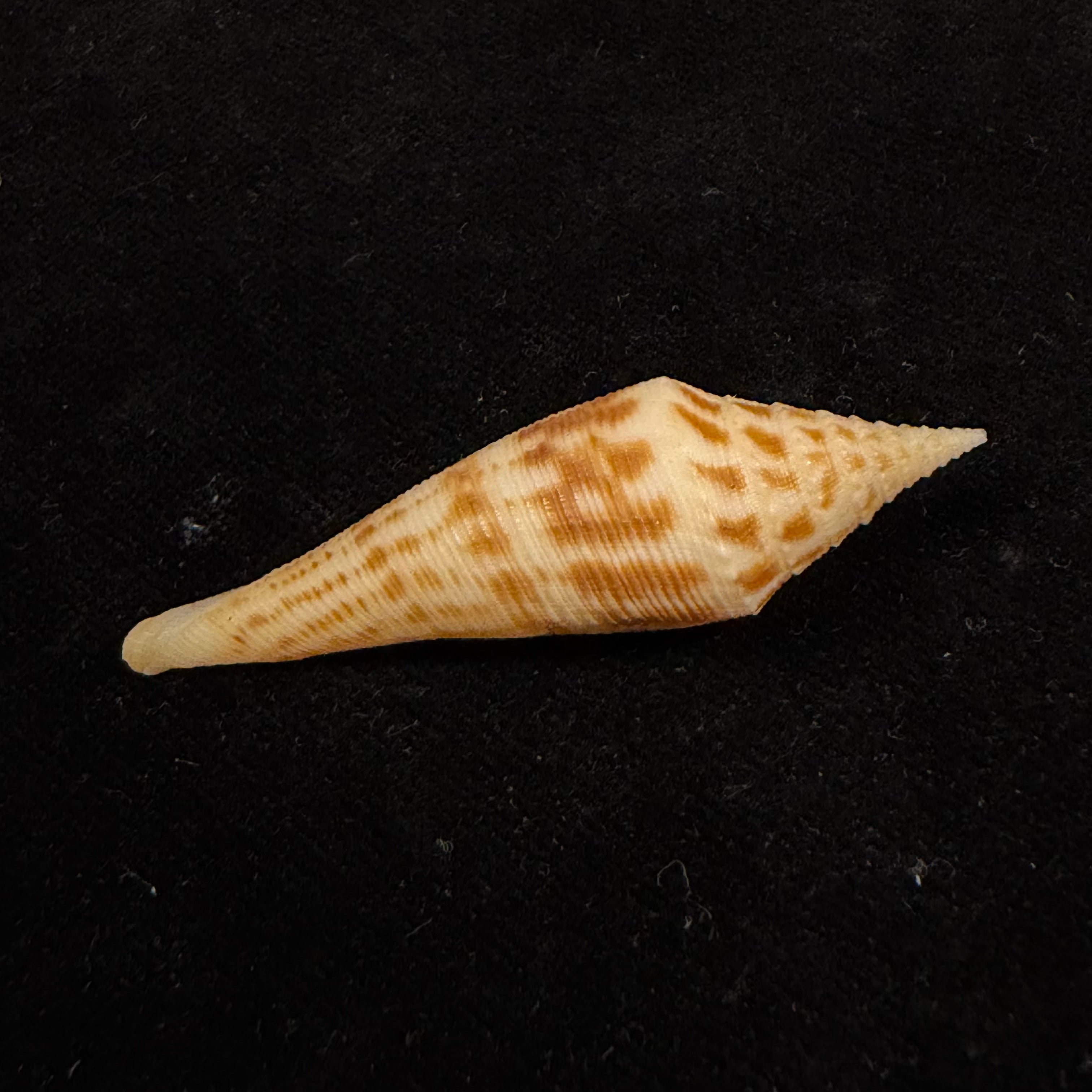 Conasprella edpetuchi Monier, L, R & Beschauer, 2015 - 53,3mm