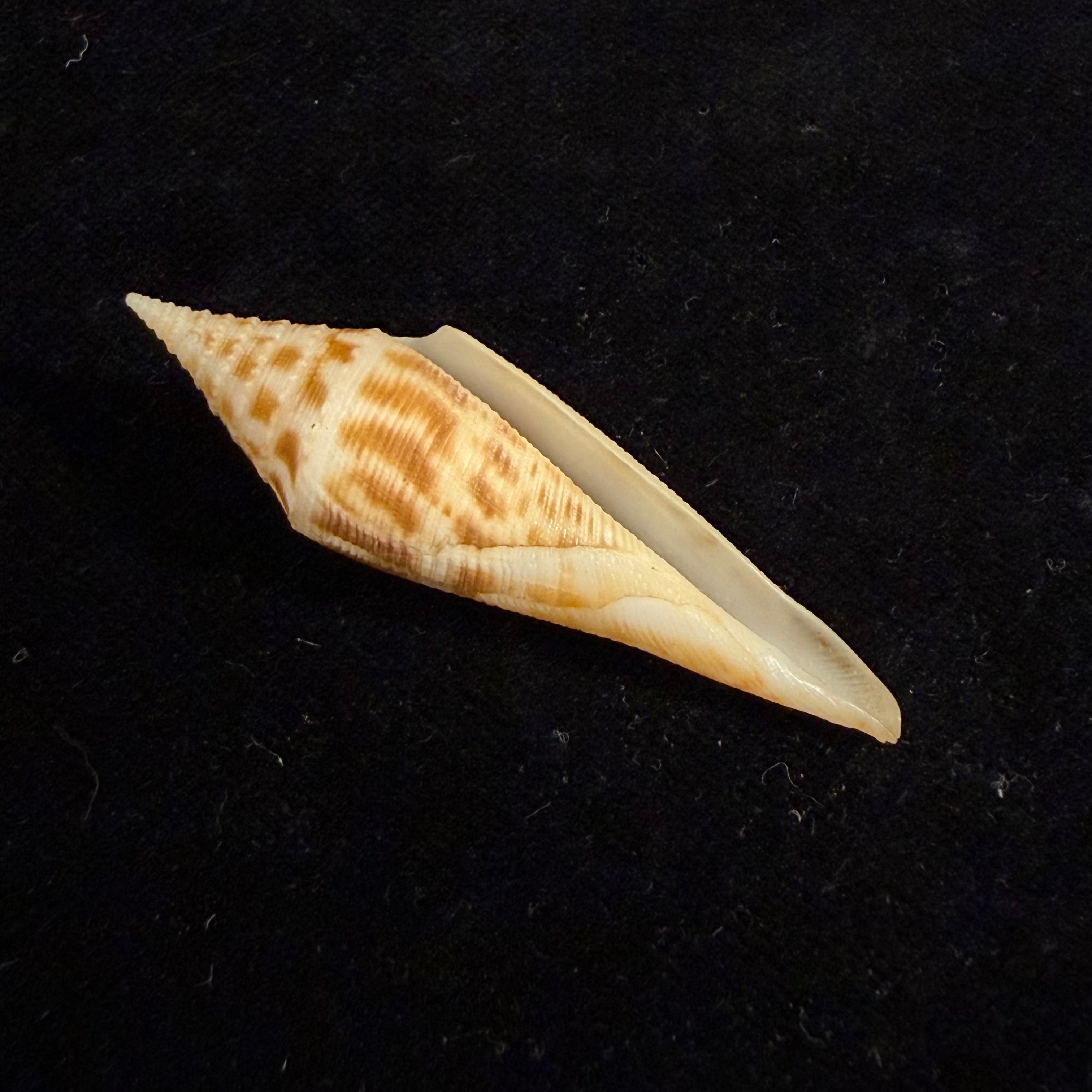 Conasprella edpetuchi Monier, L, R & Beschauer, 2015 - 53,3mm