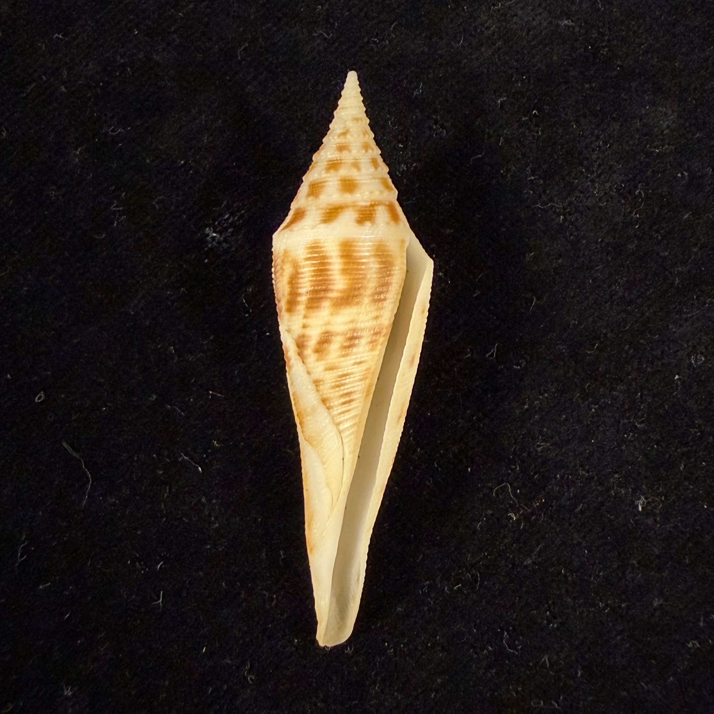 Conasprella edpetuchi Monier, L, R & Beschauer, 2015 - 53,3mm