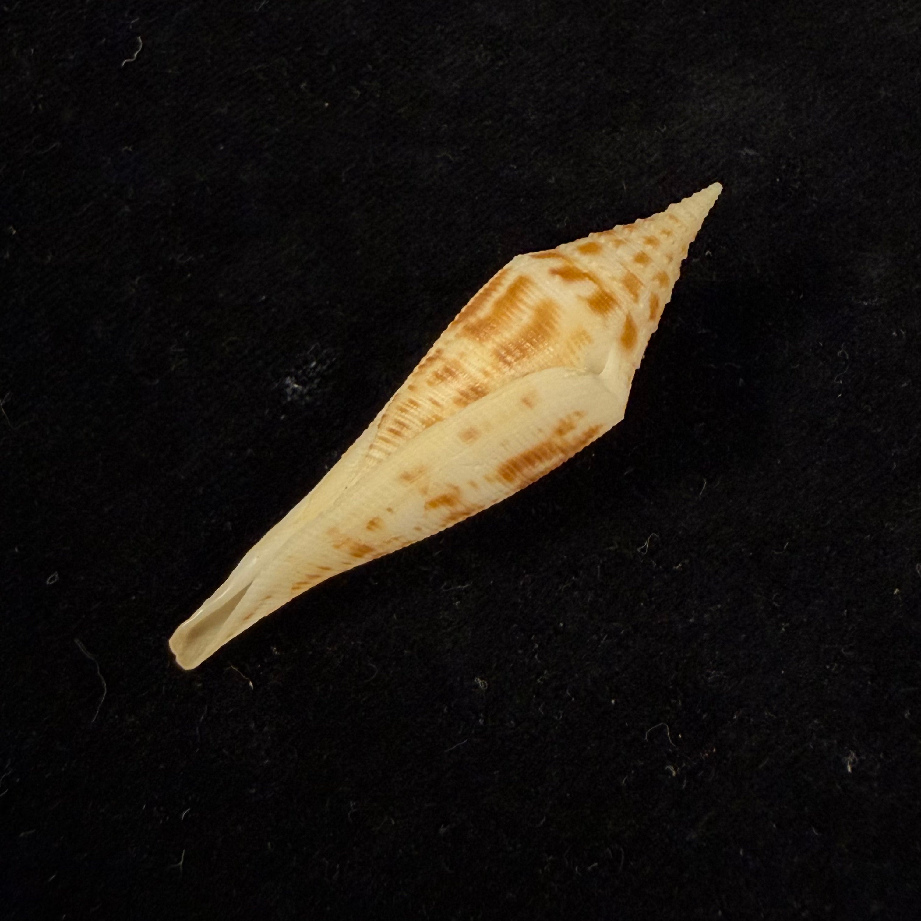 Conasprella edpetuchi Monier, L, R & Beschauer, 2015 - 53,3mm