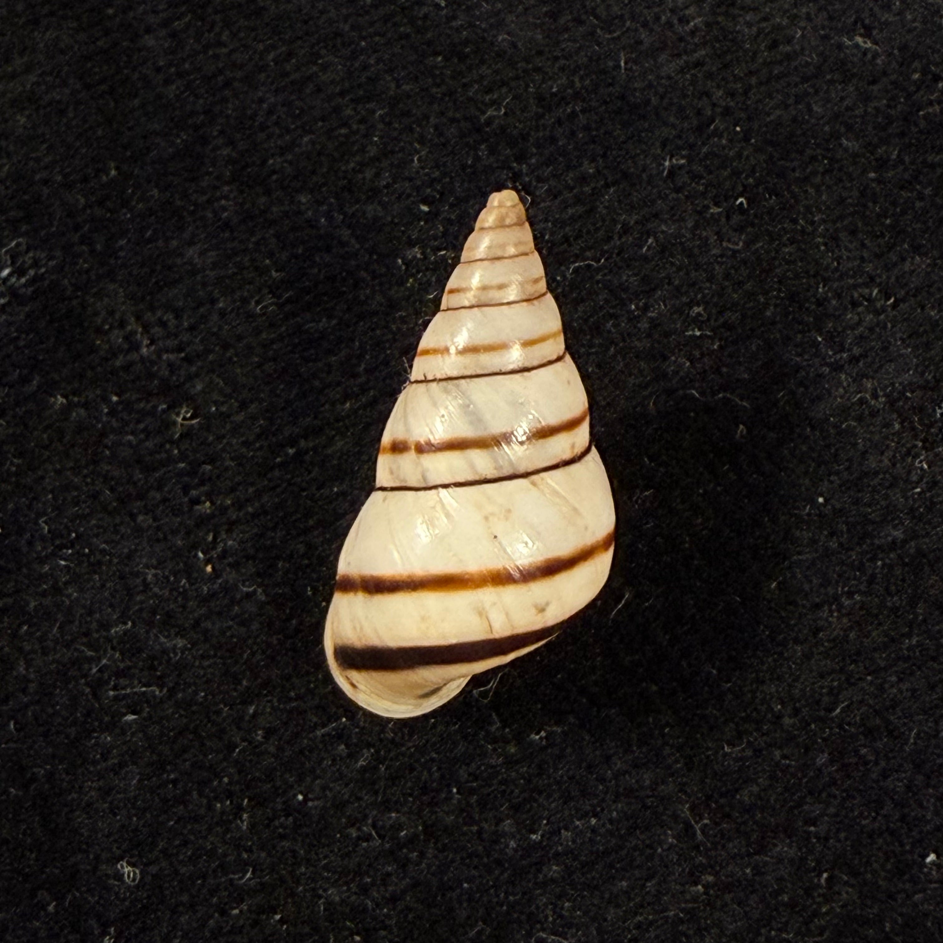 Sanniostracus obliquus (Reeve, 1849) - 21,4mm