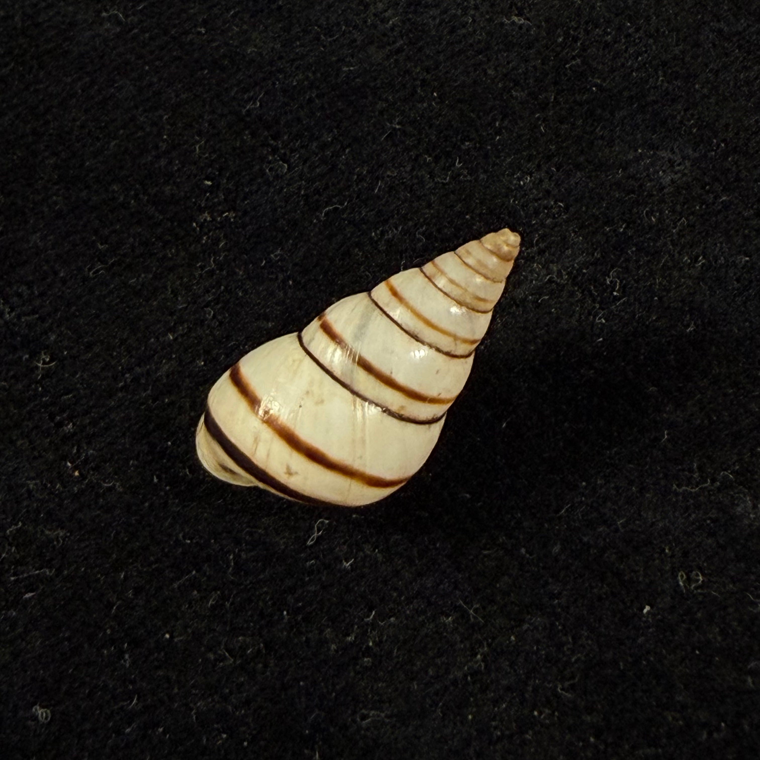 Sanniostracus obliquus (Reeve, 1849) - 21,4mm