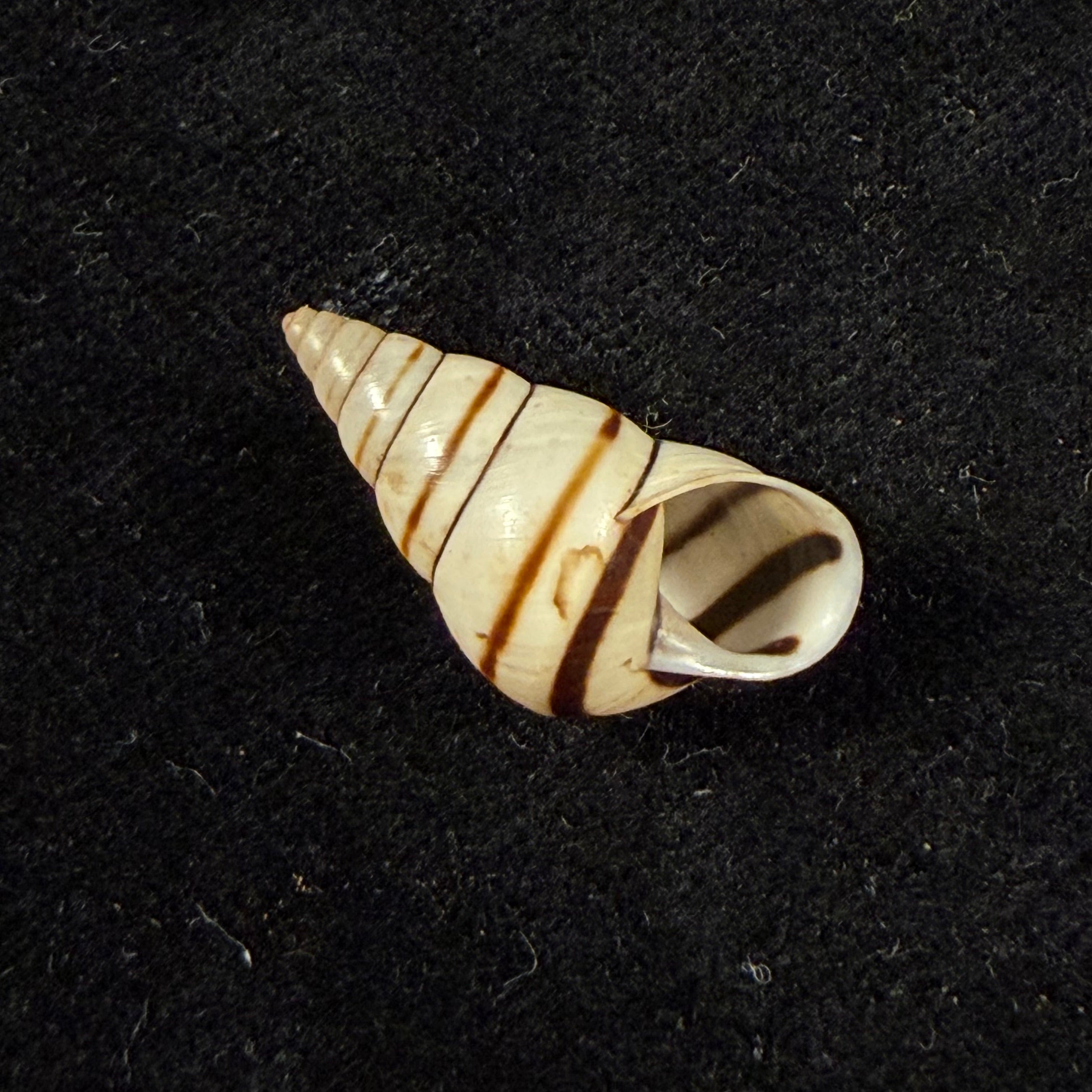 Sanniostracus obliquus (Reeve, 1849) - 21,4mm
