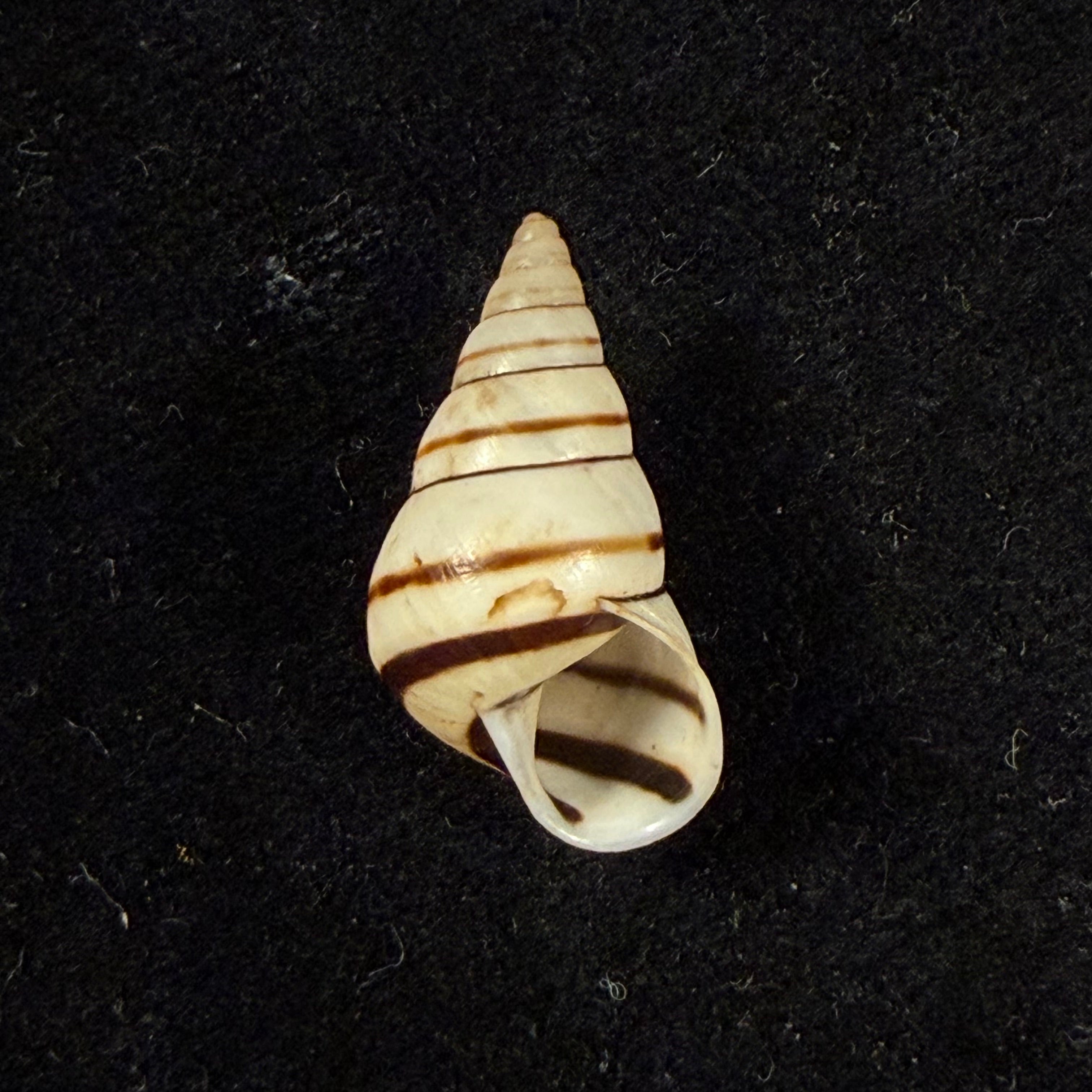 Sanniostracus obliquus (Reeve, 1849) - 21,4mm