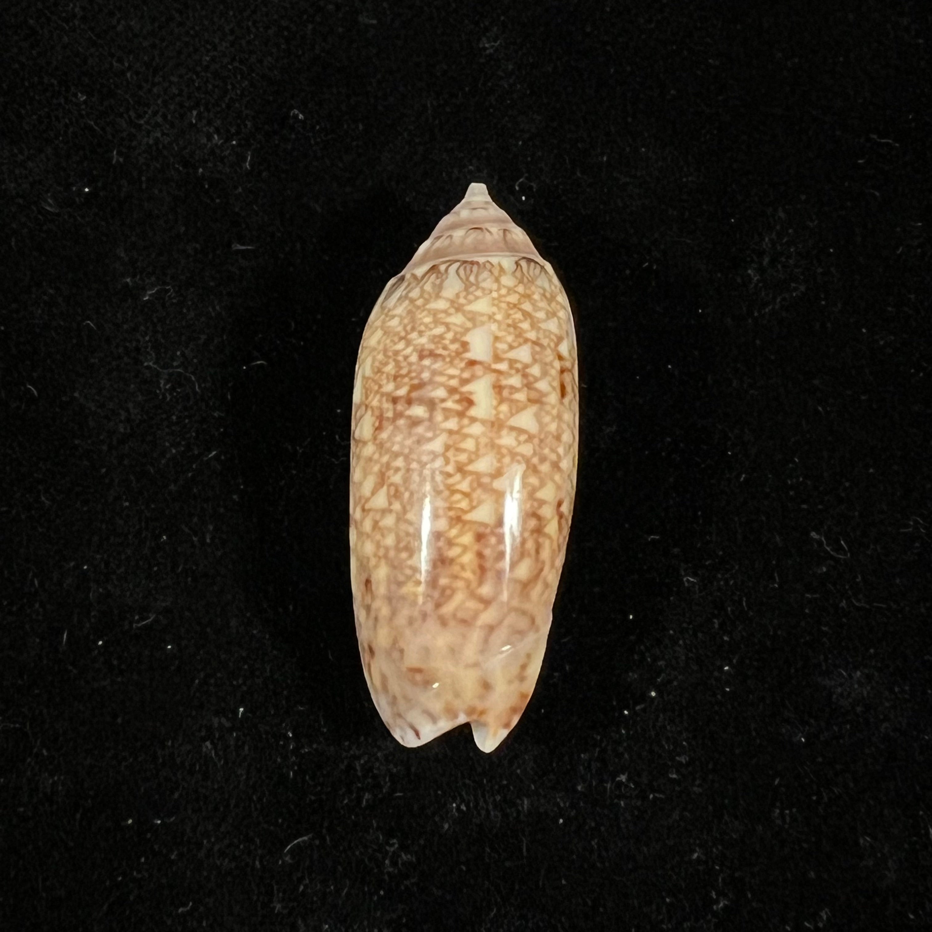 Oliva circinata jorioi Petuch, 2013 - 35,4mm