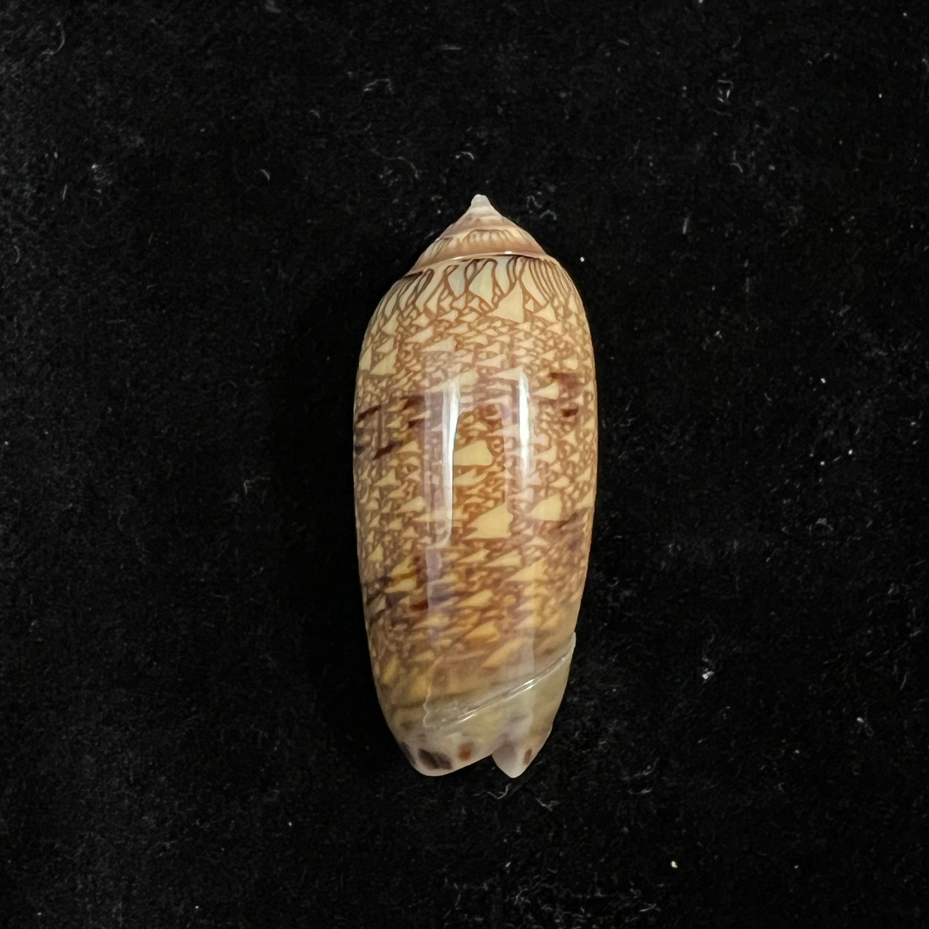 Oliva circinata jorioi Petuch, 2013 - 36,9mm