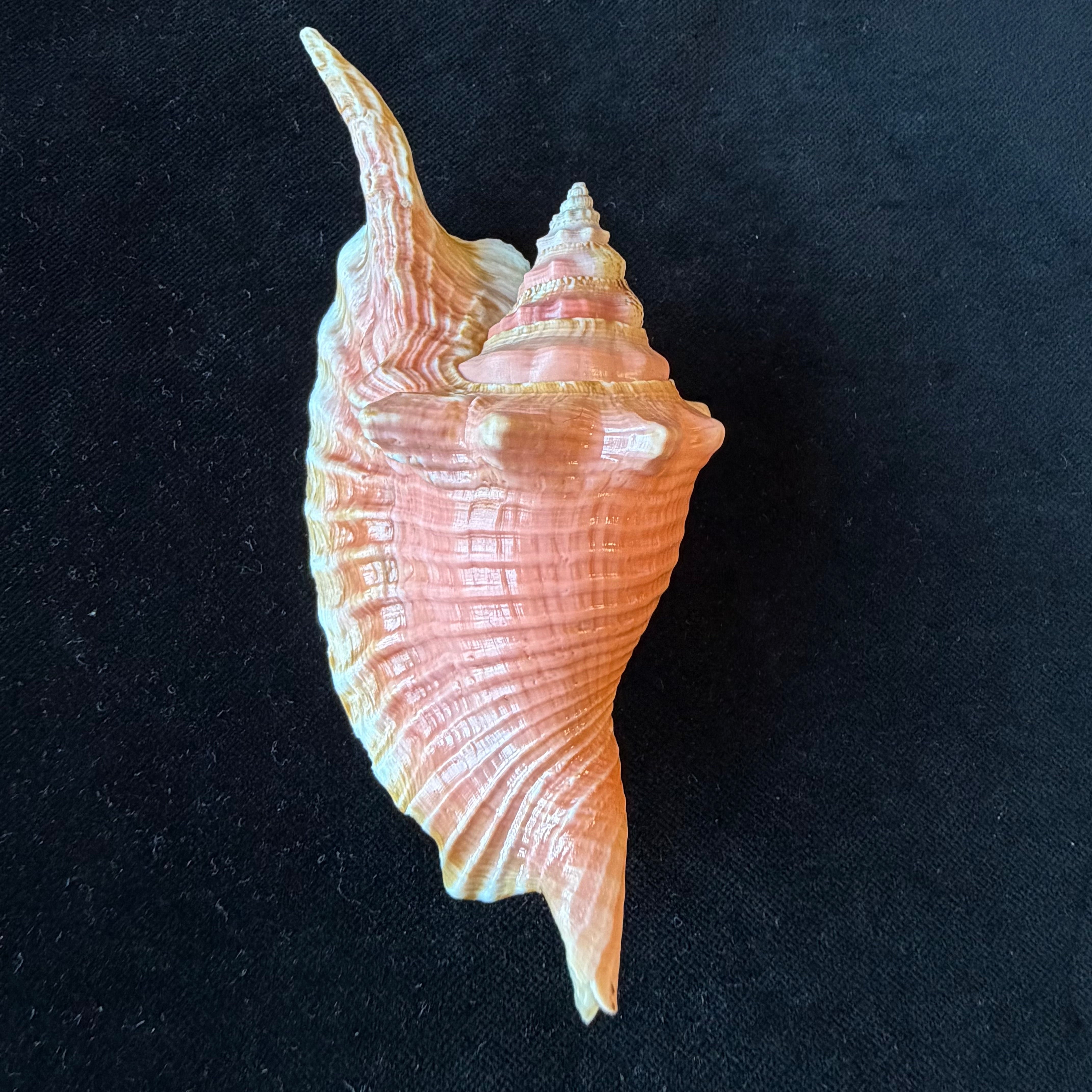 Aliger gallus (Linnaeus, 1758) - 124,7mm