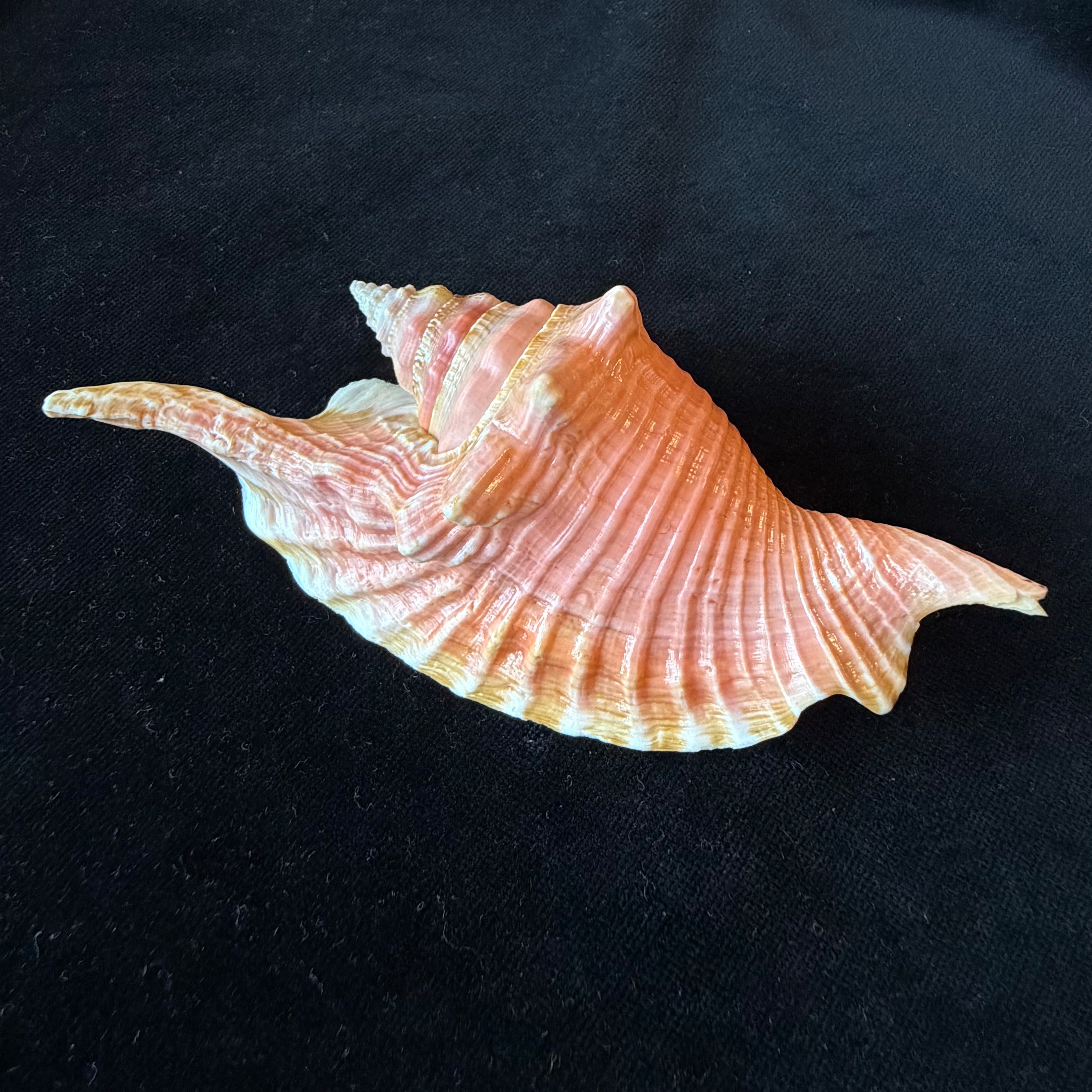 Aliger gallus (Linnaeus, 1758) - 124,7mm
