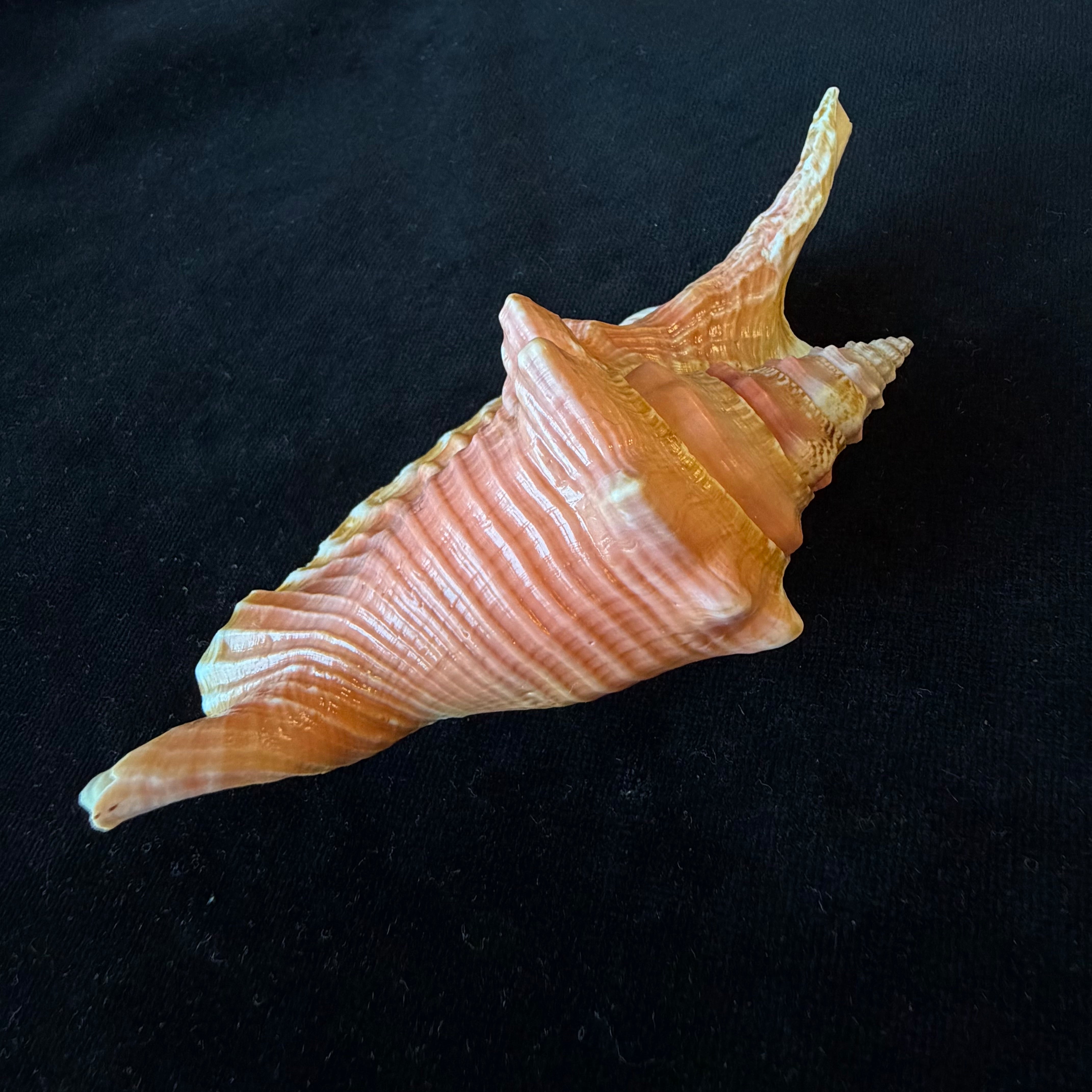 Aliger gallus (Linnaeus, 1758) - 124,7mm