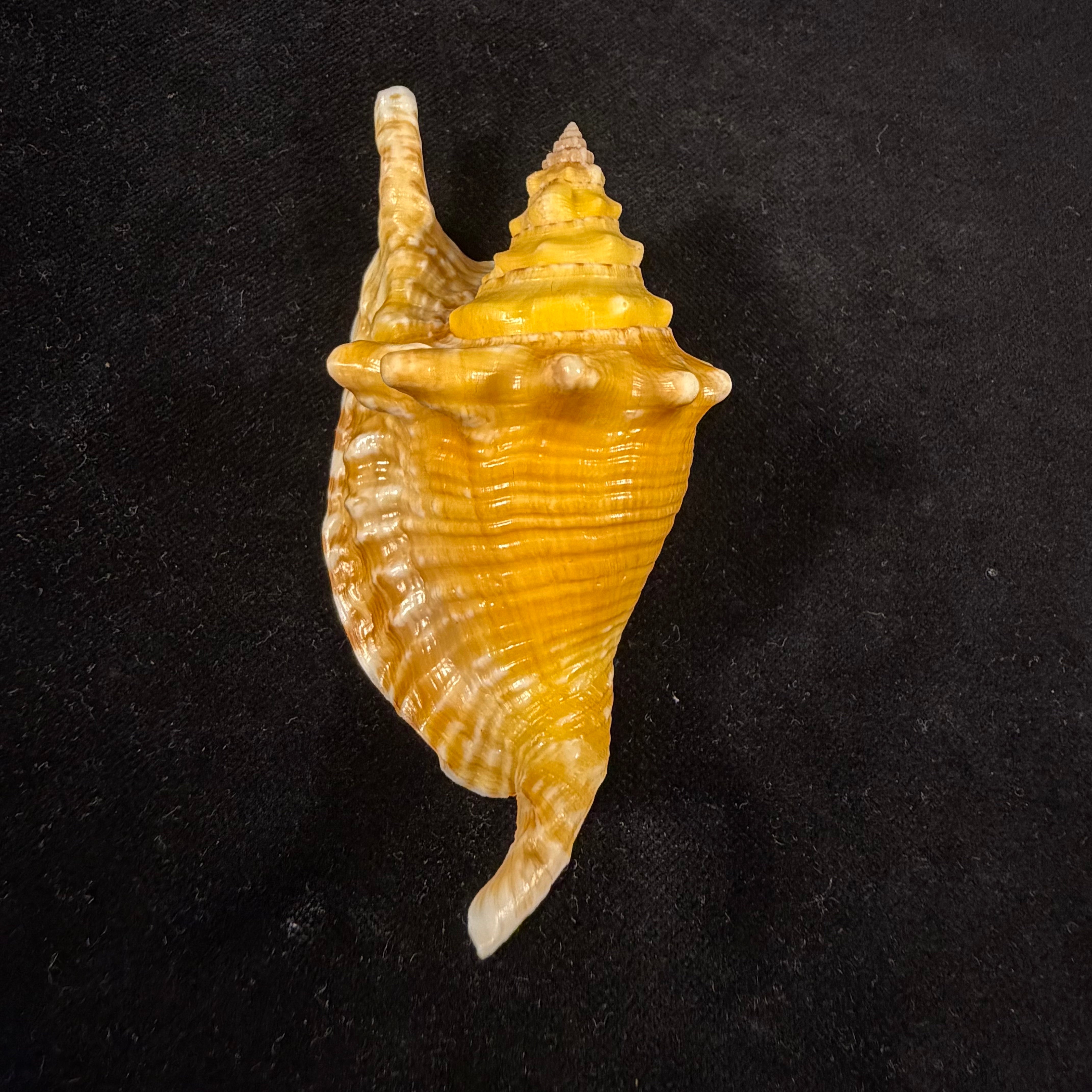 Aliger gallus (Linnaeus, 1758) - 96mm