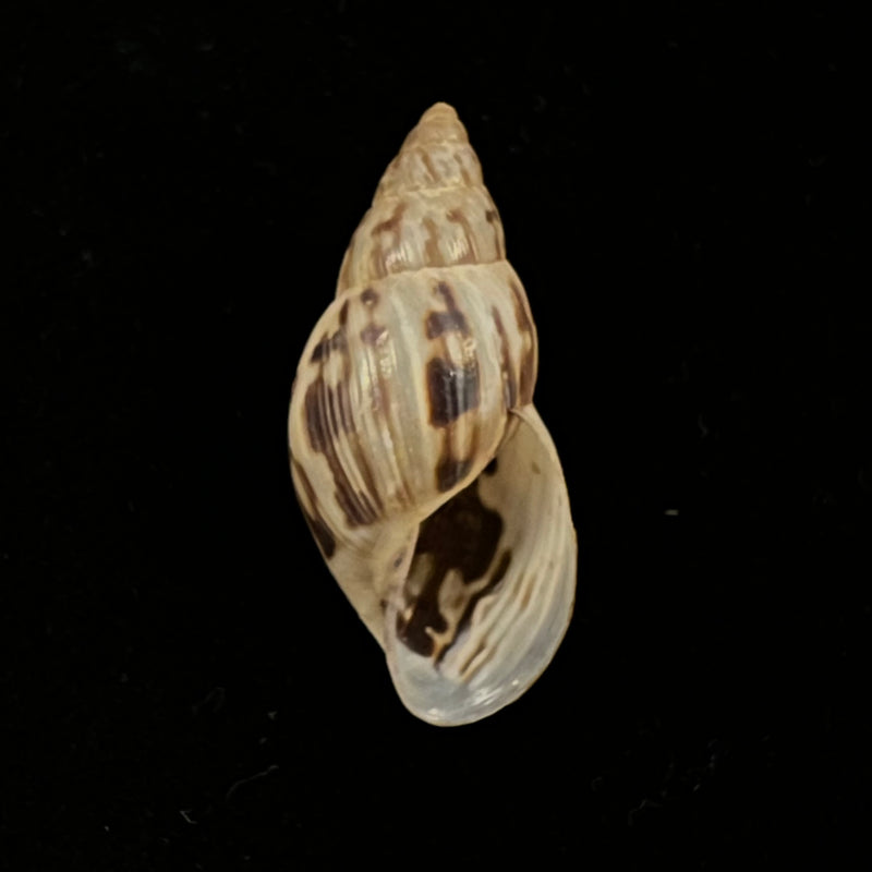 Drymaeus papyraceus (Mawe, 1823) - 28,5mm
