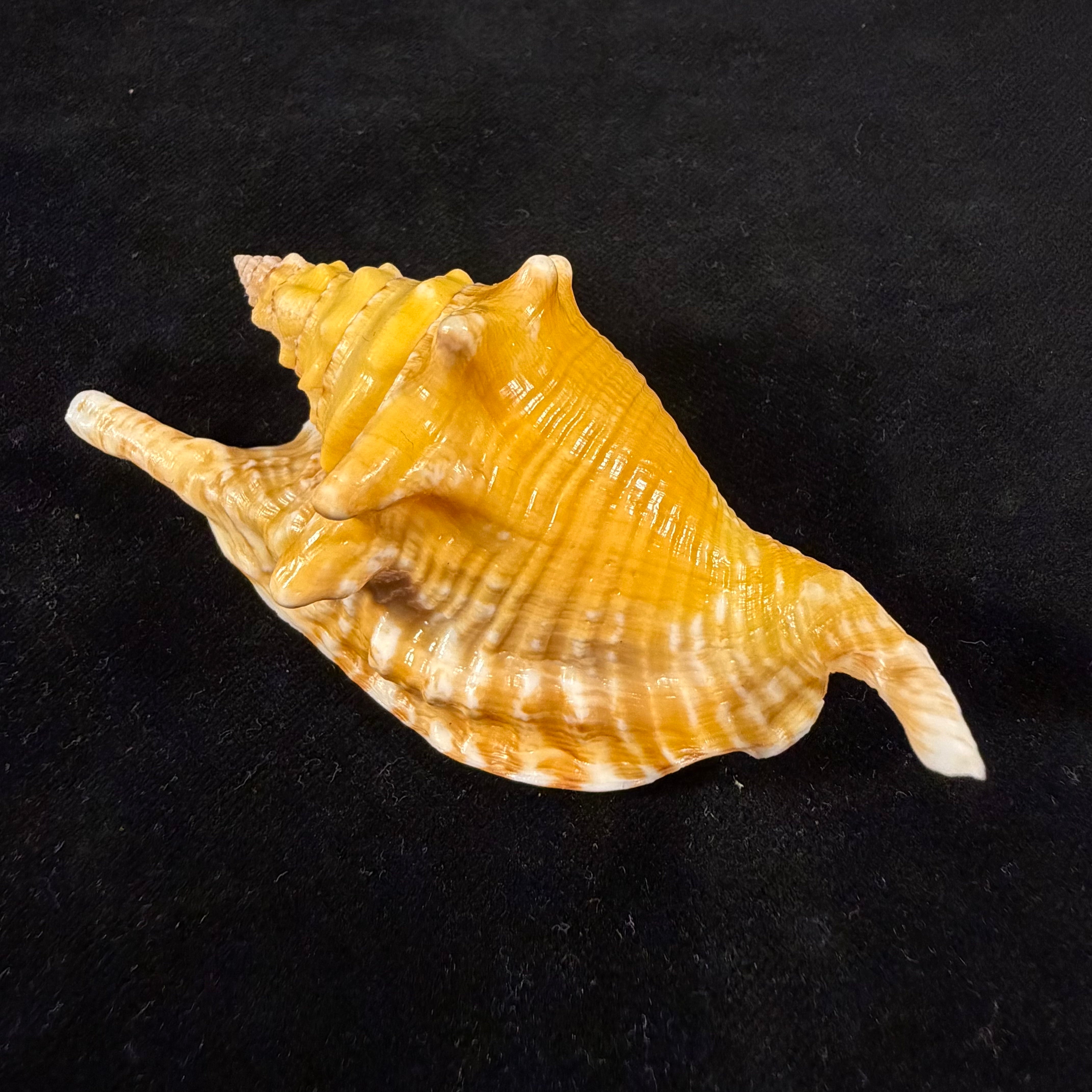Aliger gallus (Linnaeus, 1758) - 96mm