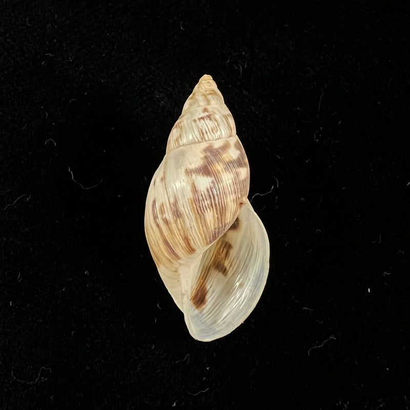 Drymaeus papyraceus (Mawe, 1823) - 31,6mm