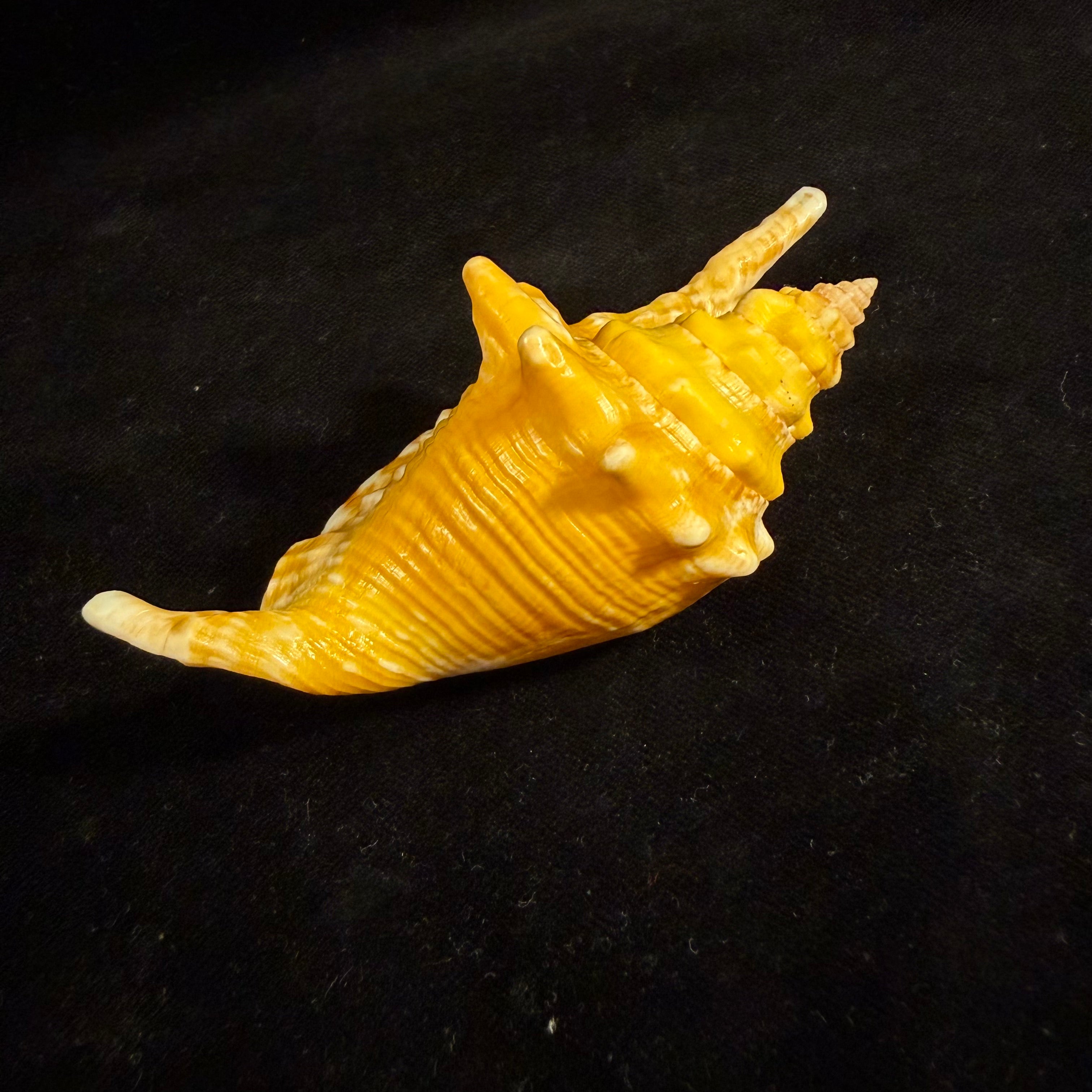Aliger gallus (Linnaeus, 1758) - 96mm