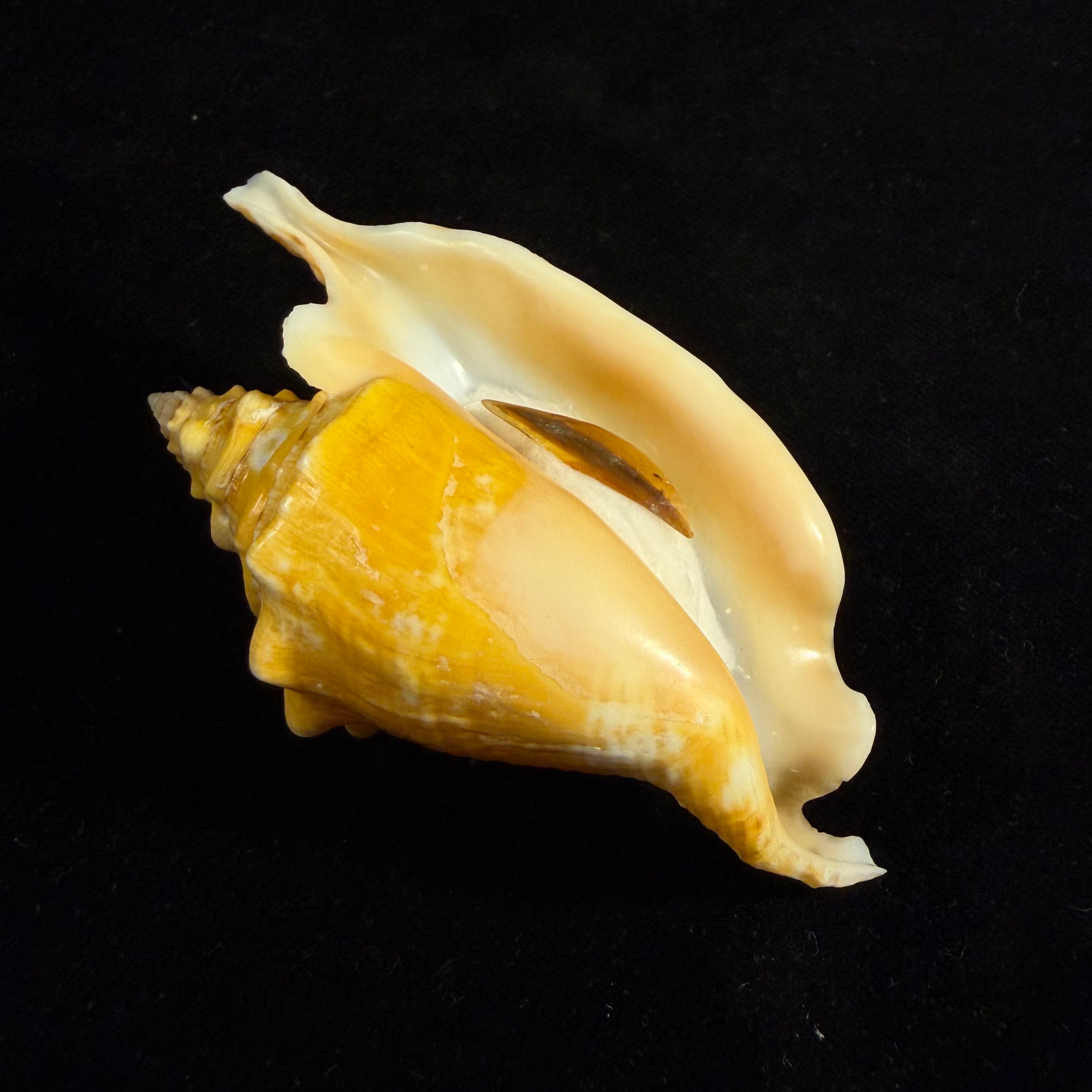 Aliger gallus (Linnaeus, 1758) - 96mm