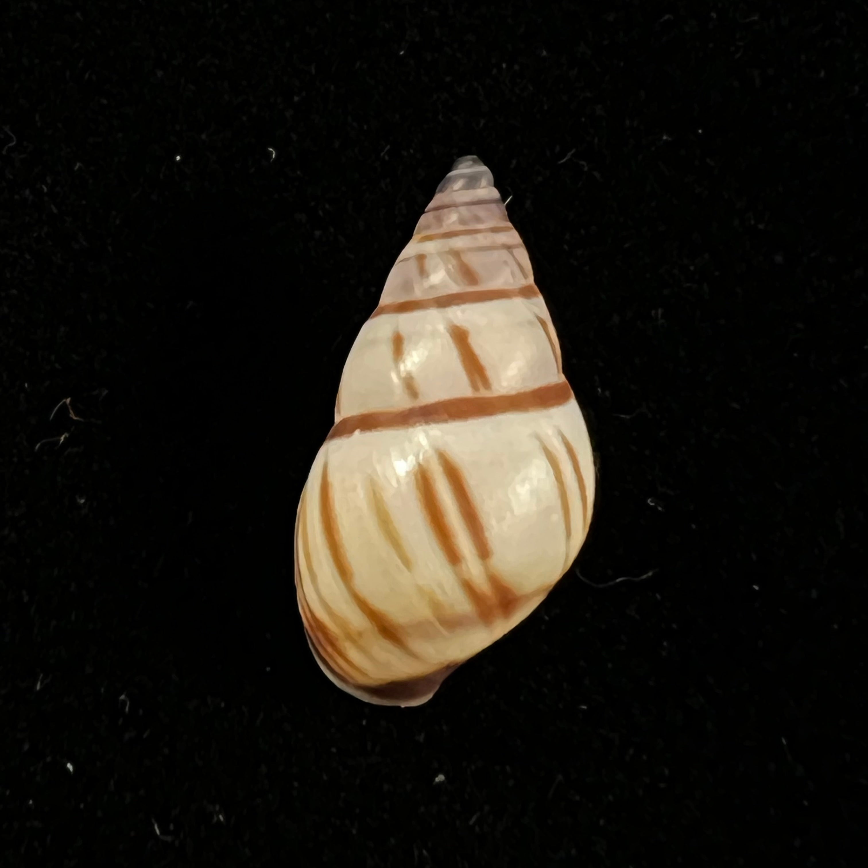Drymaeus multilineatus (Say, 1825) - 16,9毫米
