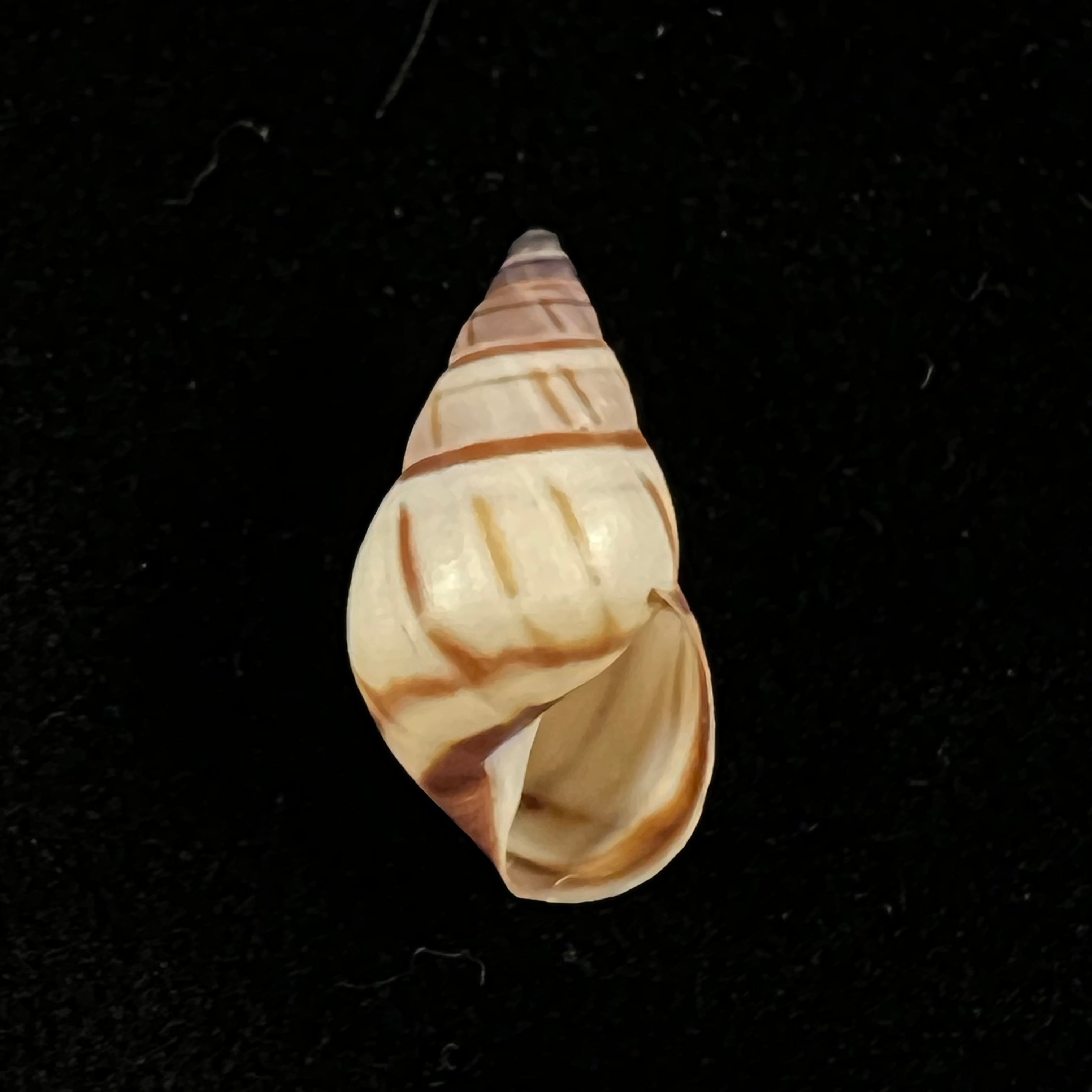 Drymaeus multilineatus (Say, 1825) - 16,9毫米