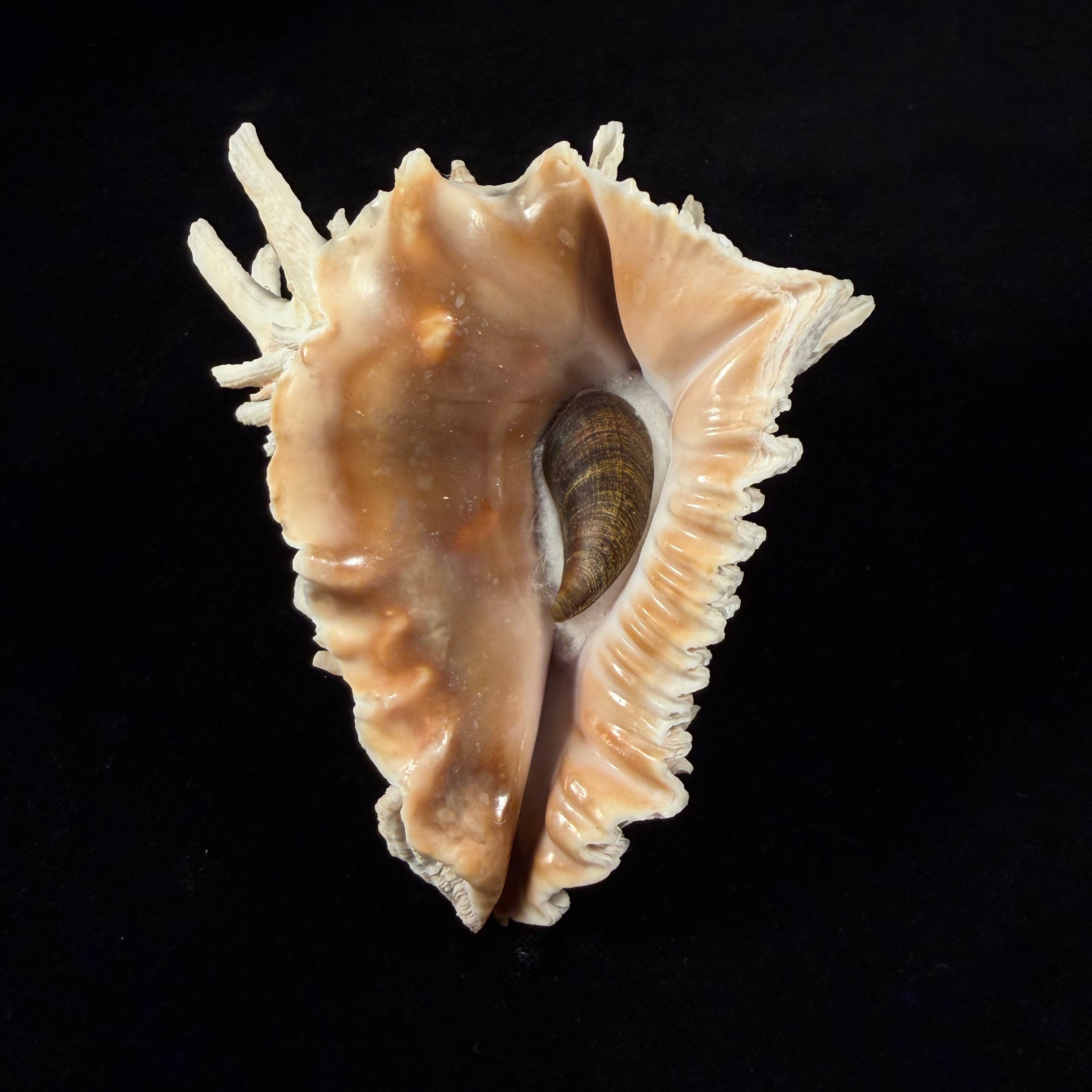 Aristovasum cassiforme (Kiener, 1840) - 108,3mm