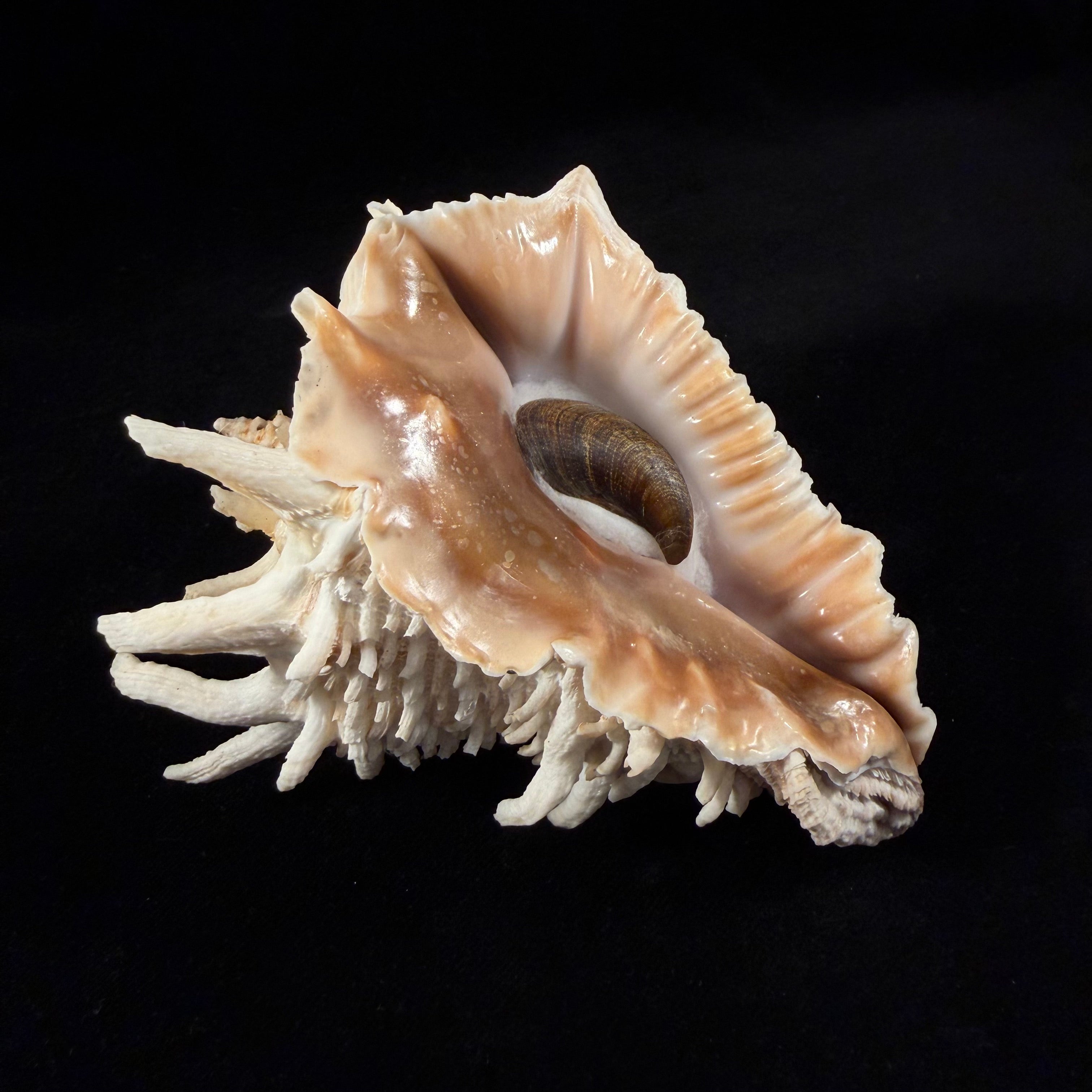 Aristovasum cassiforme (Kiener, 1840) - 108,3mm