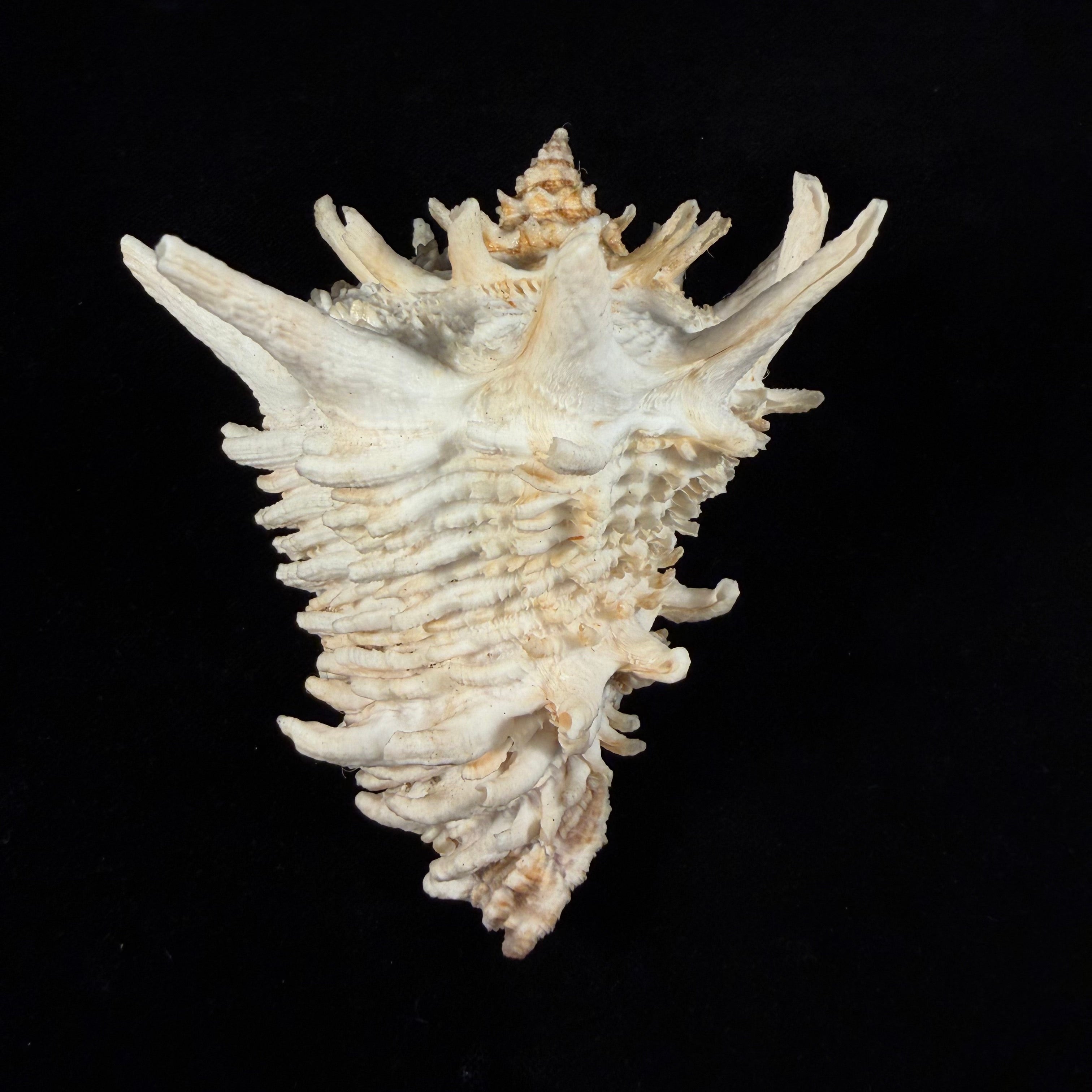 Aristovasum cassiforme (Kiener, 1840) - 108,3mm