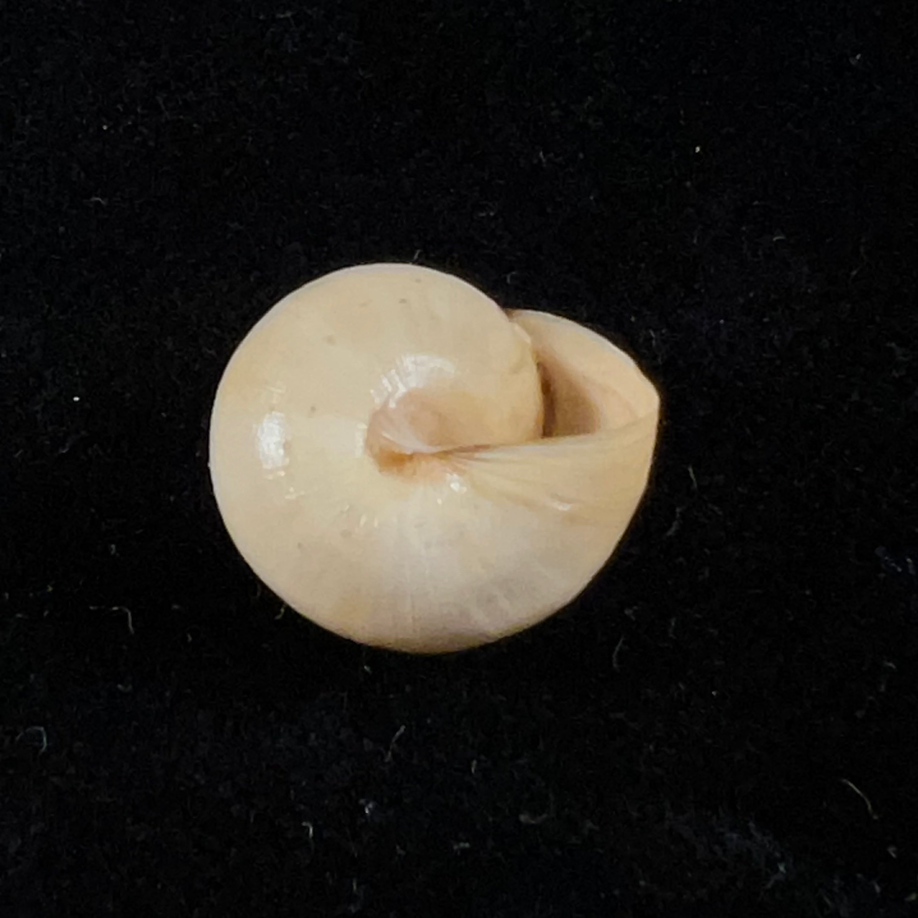 Theba 安达卢西亚 Gittenberg &amp; Ripken, 1987 - 15,9mm