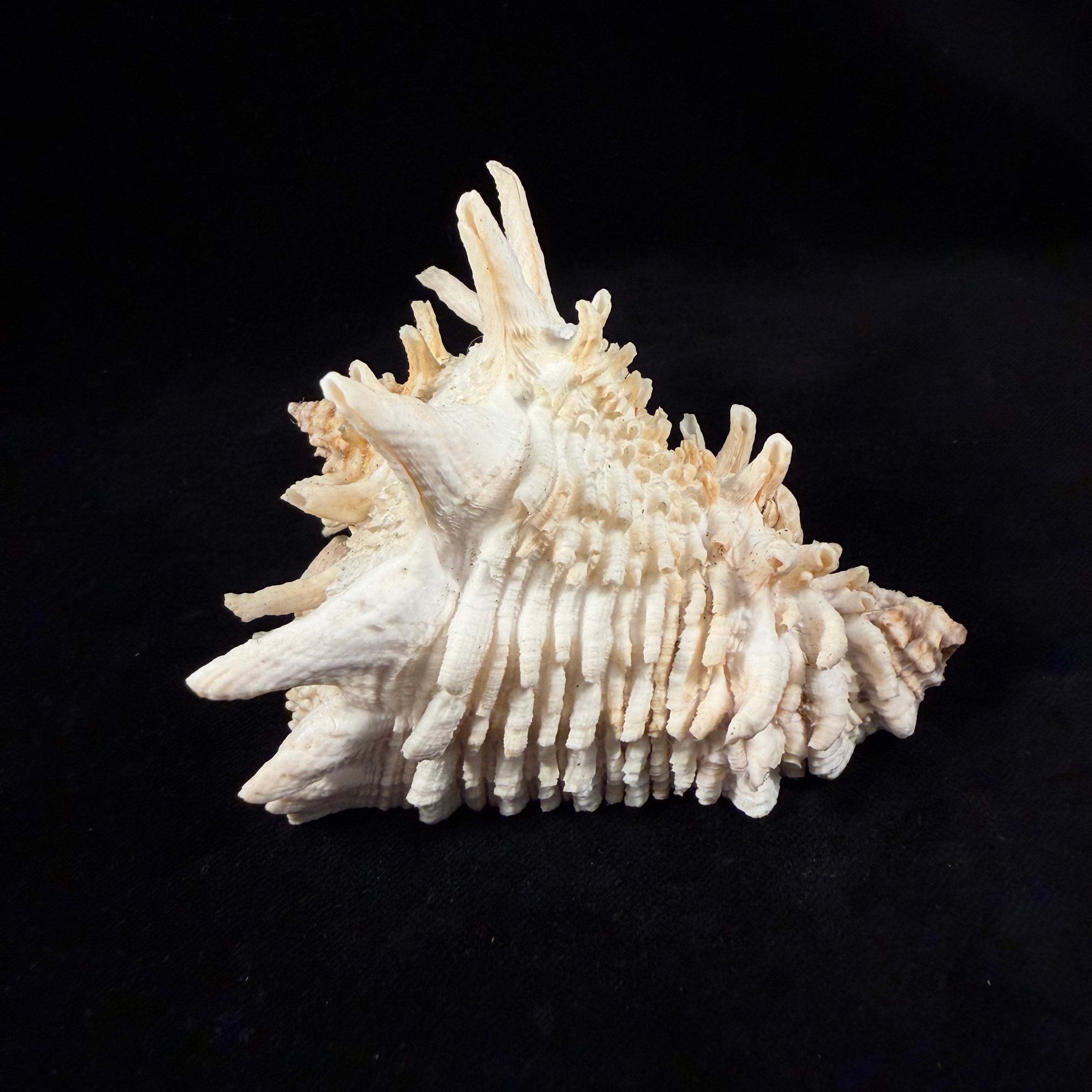 Aristovasum cassiforme (Kiener, 1840) - 108,3mm