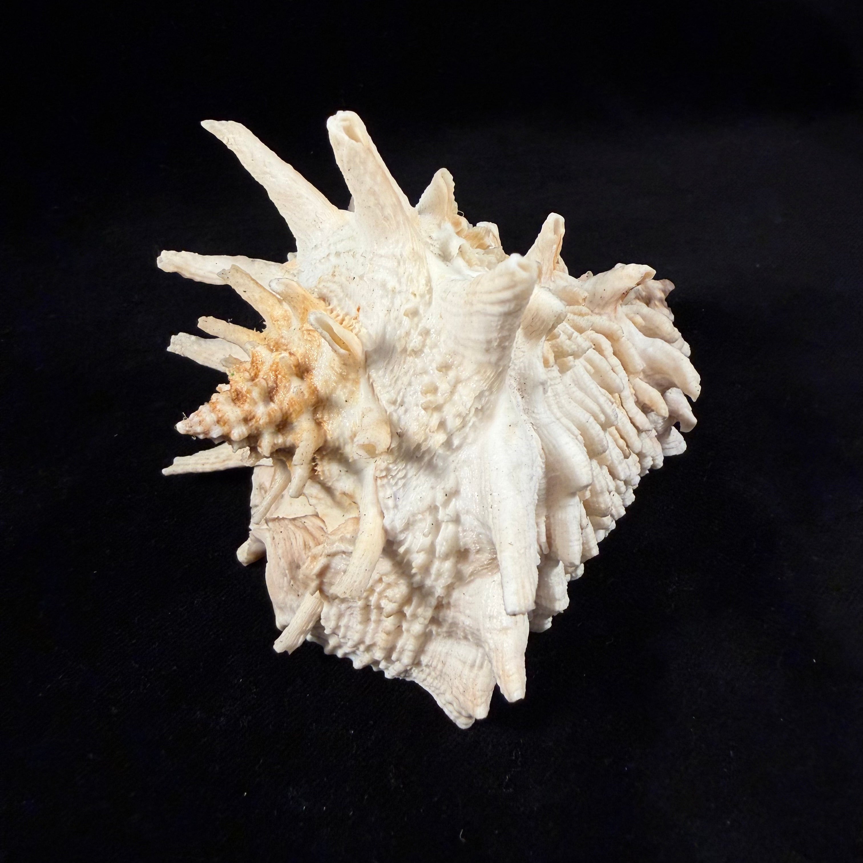 Aristovasum cassiforme (Kiener, 1840) - 108,3mm