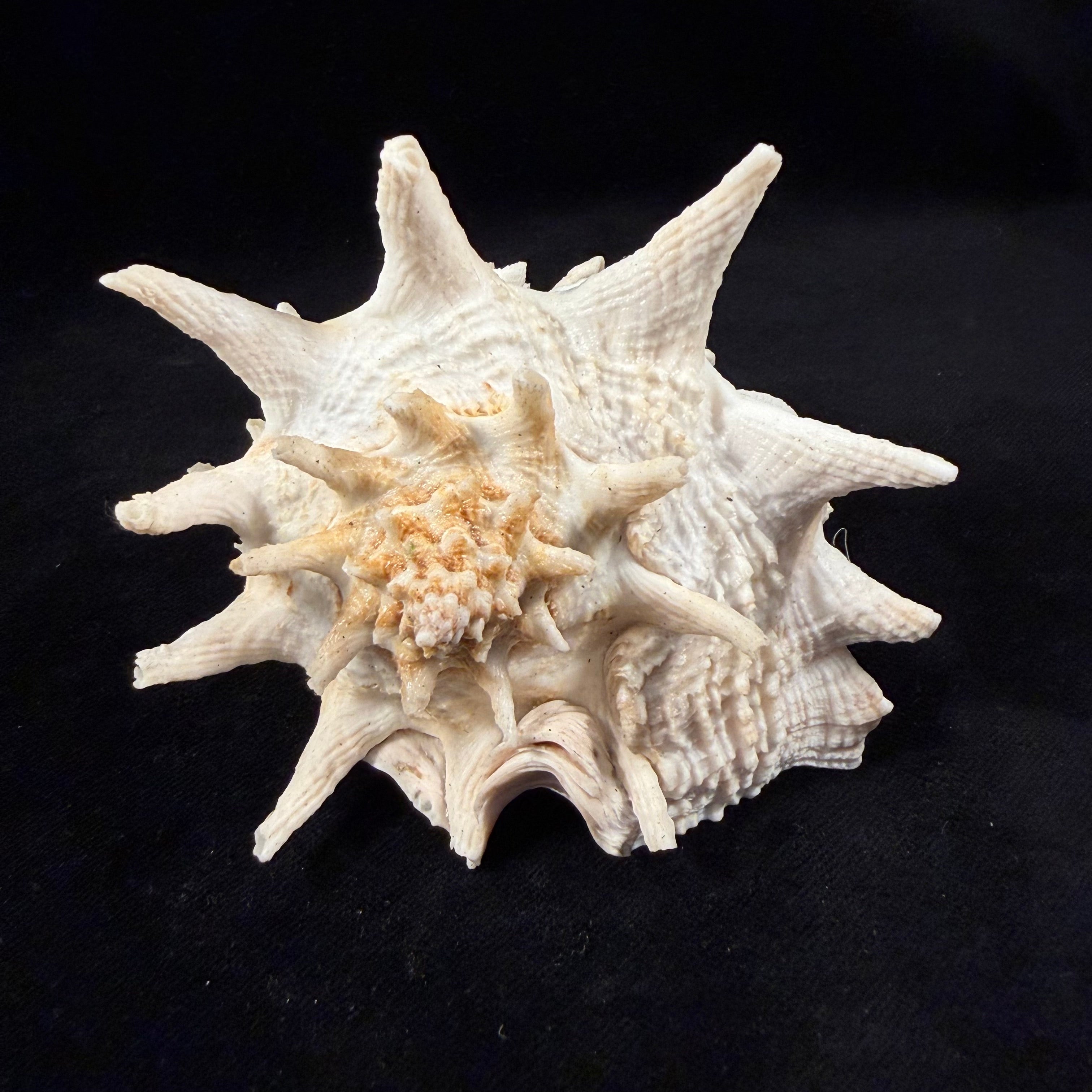 Aristovasum cassiforme (Kiener, 1840) - 108,3mm
