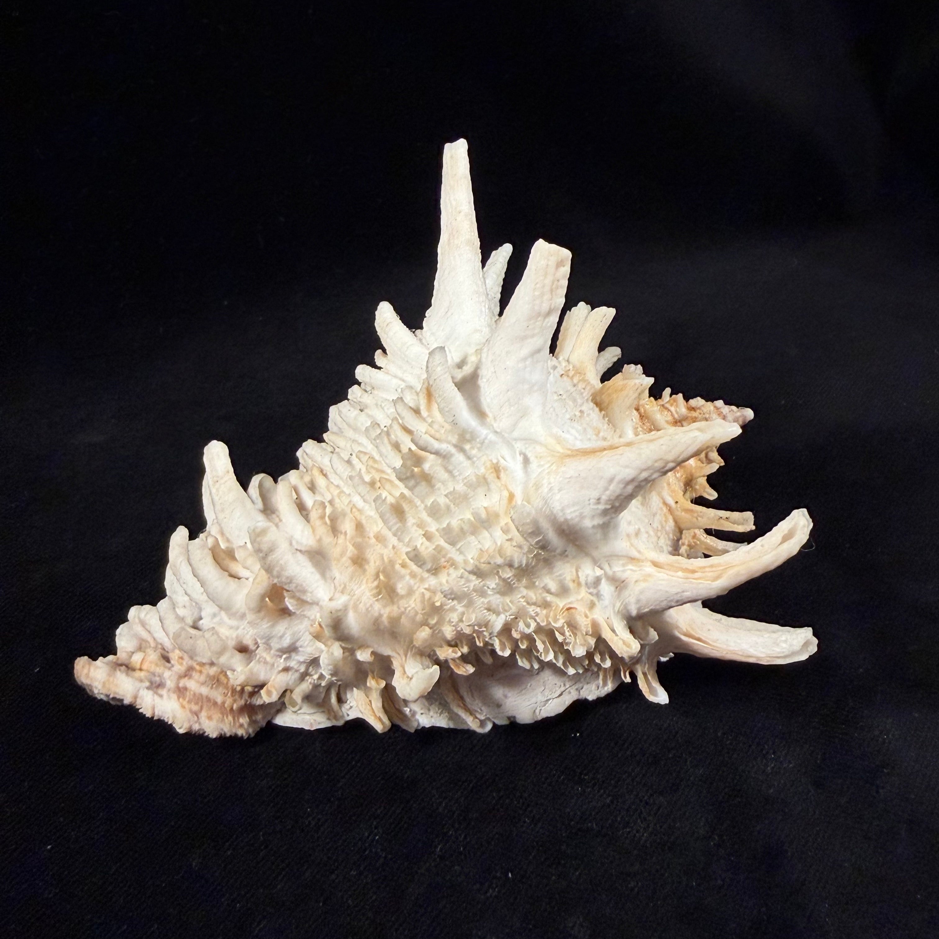 Aristovasum cassiforme (Kiener, 1840) - 108,3mm