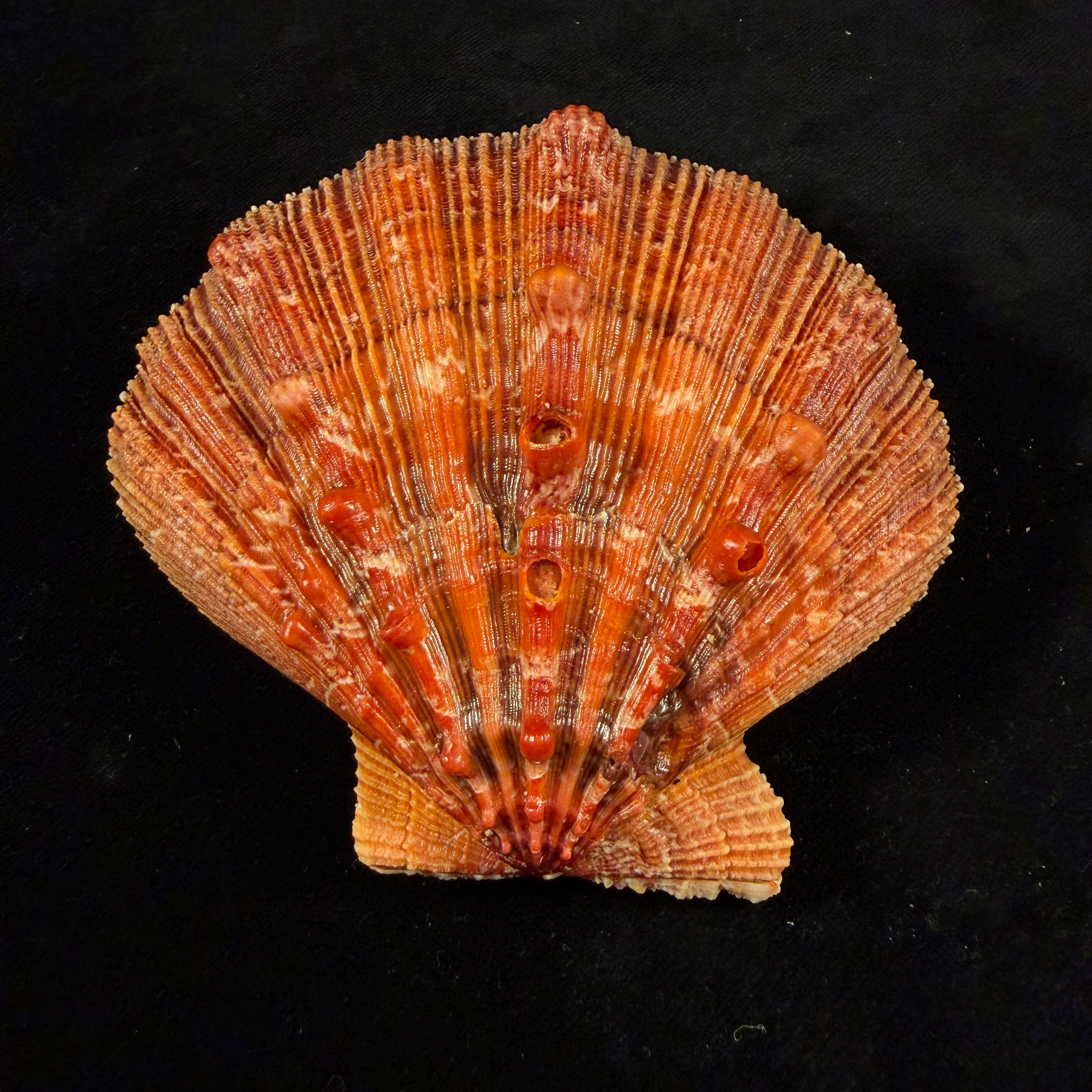 Nodipecten nodosus (Linnaeus, 1758) - 98,9mm