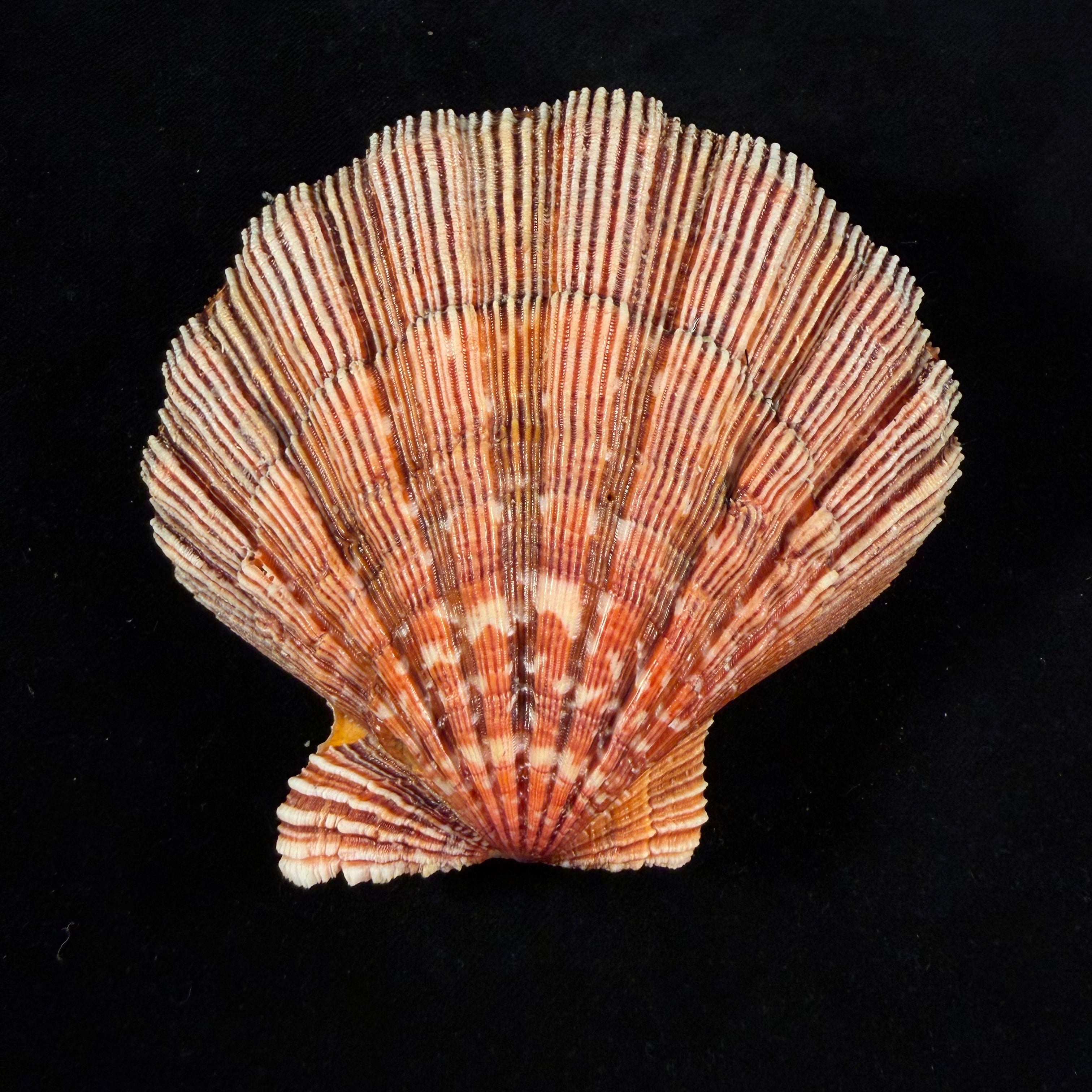 Nodipecten nodosus (Linnaeus, 1758) - 98,9mm