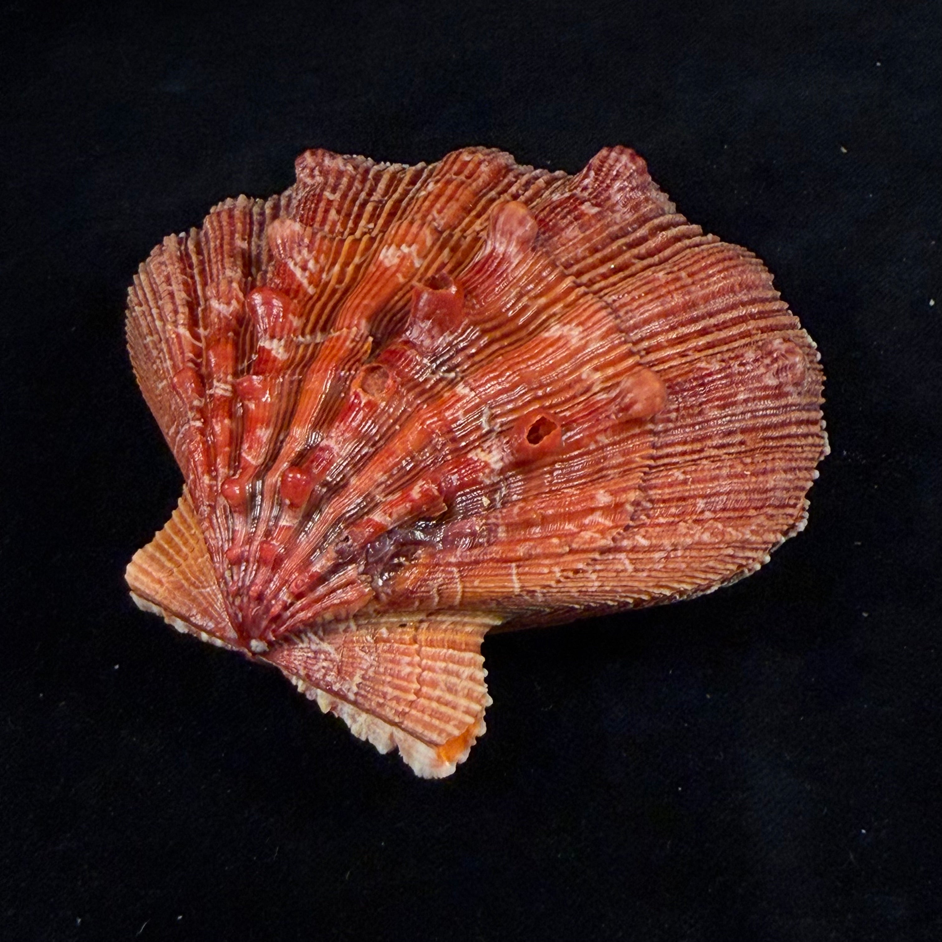 Nodipecten nodosus (Linnaeus, 1758) - 98,9mm