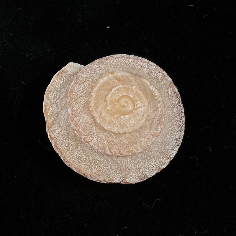 Alabastrina homadensis J. Ahuir, 2018 - 25,9mm