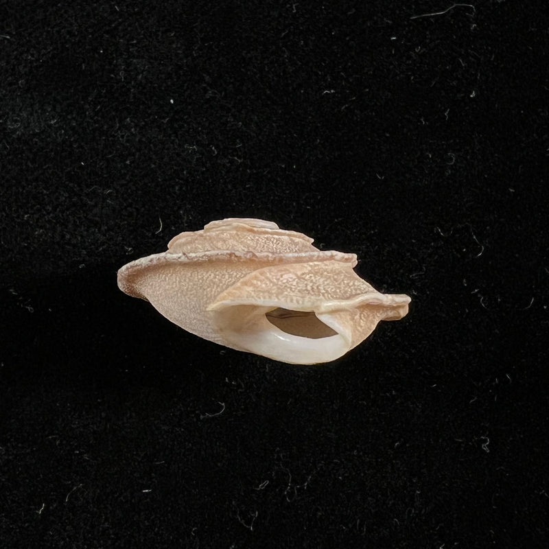Alabastrina homadensis J. Ahuir, 2018 - 25,9mm